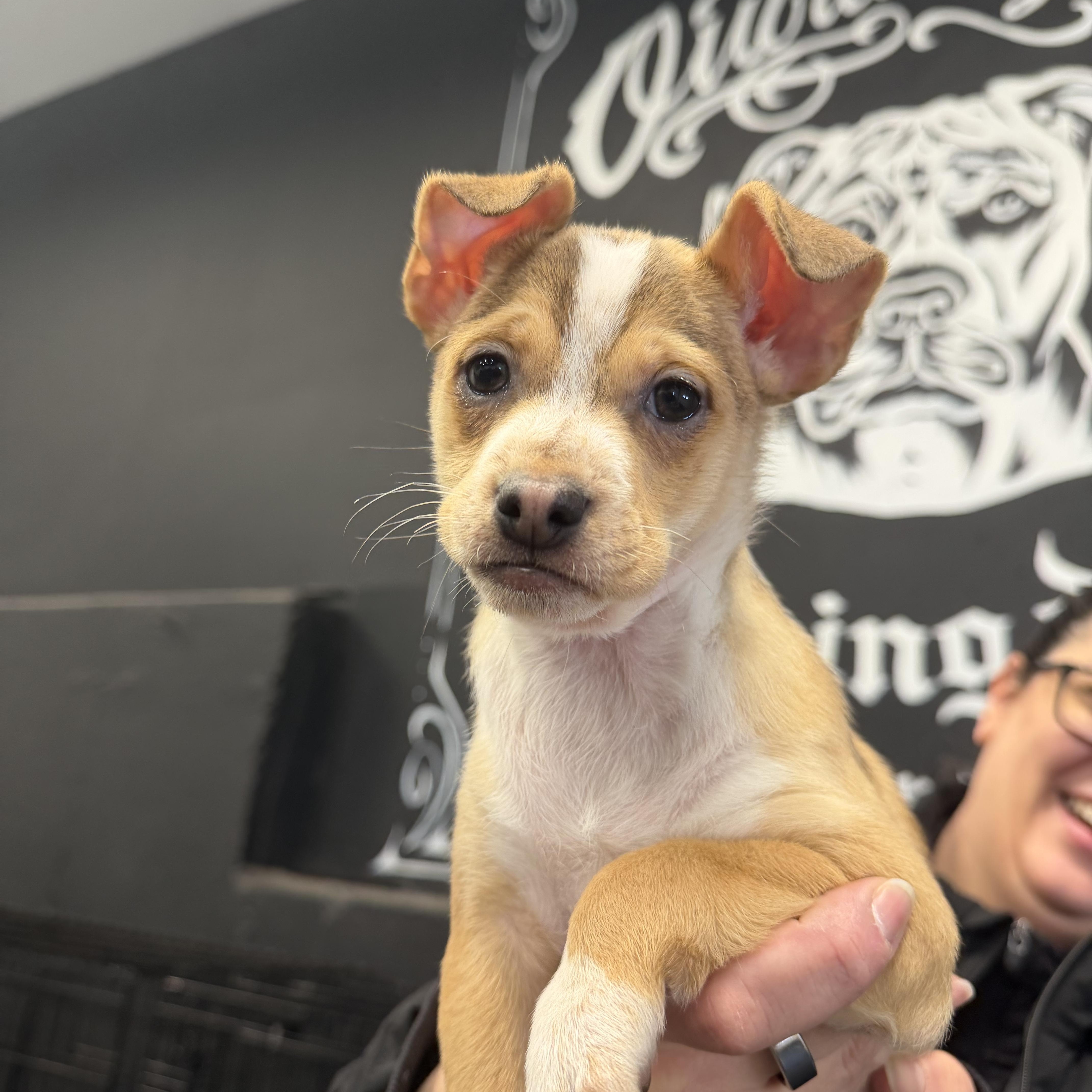 Enlarge Yam Yam, an adopted mixed breed in Simsbury, CT image 2/5