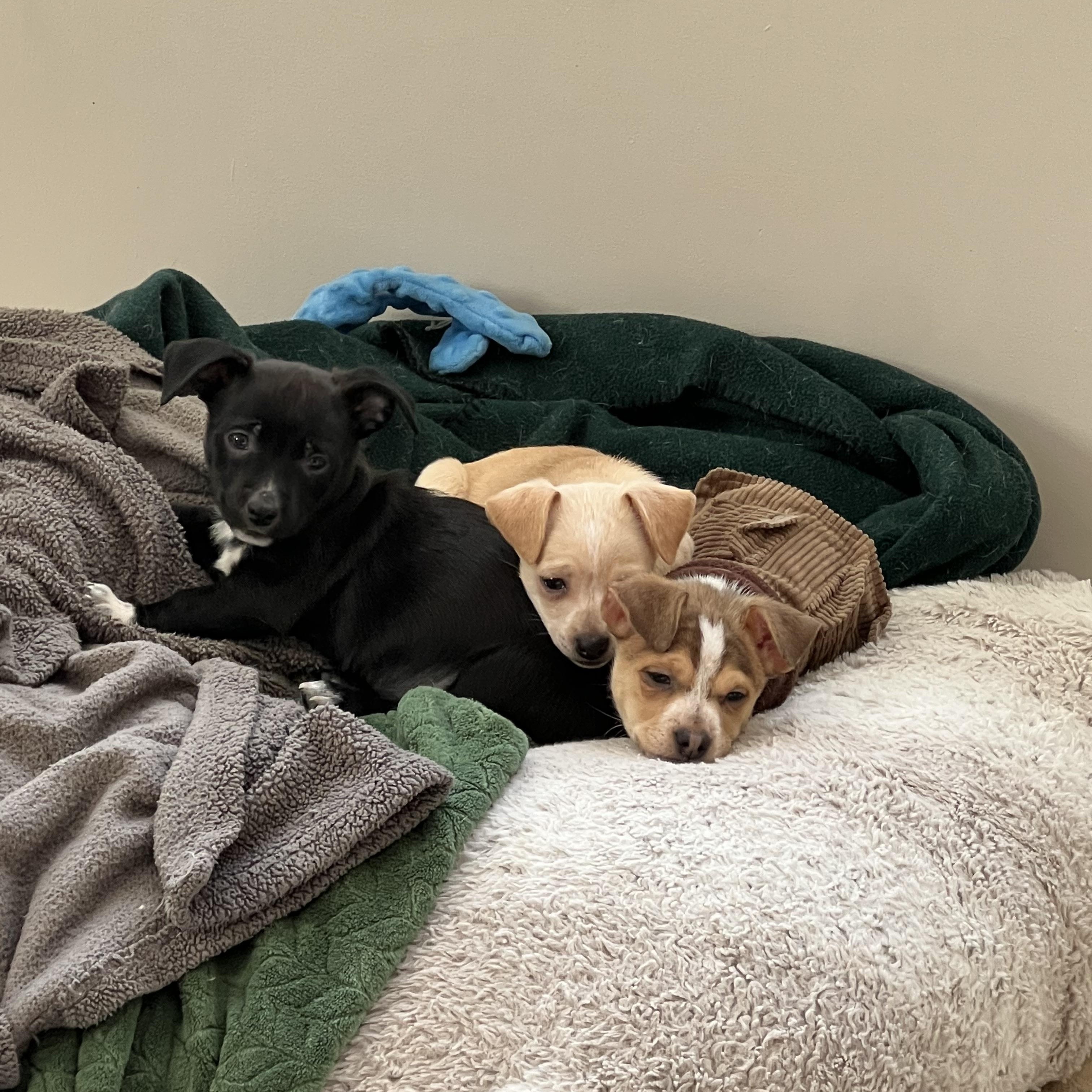 Enlarge Yam Yam, an adopted mixed breed in Simsbury, CT image 3/5