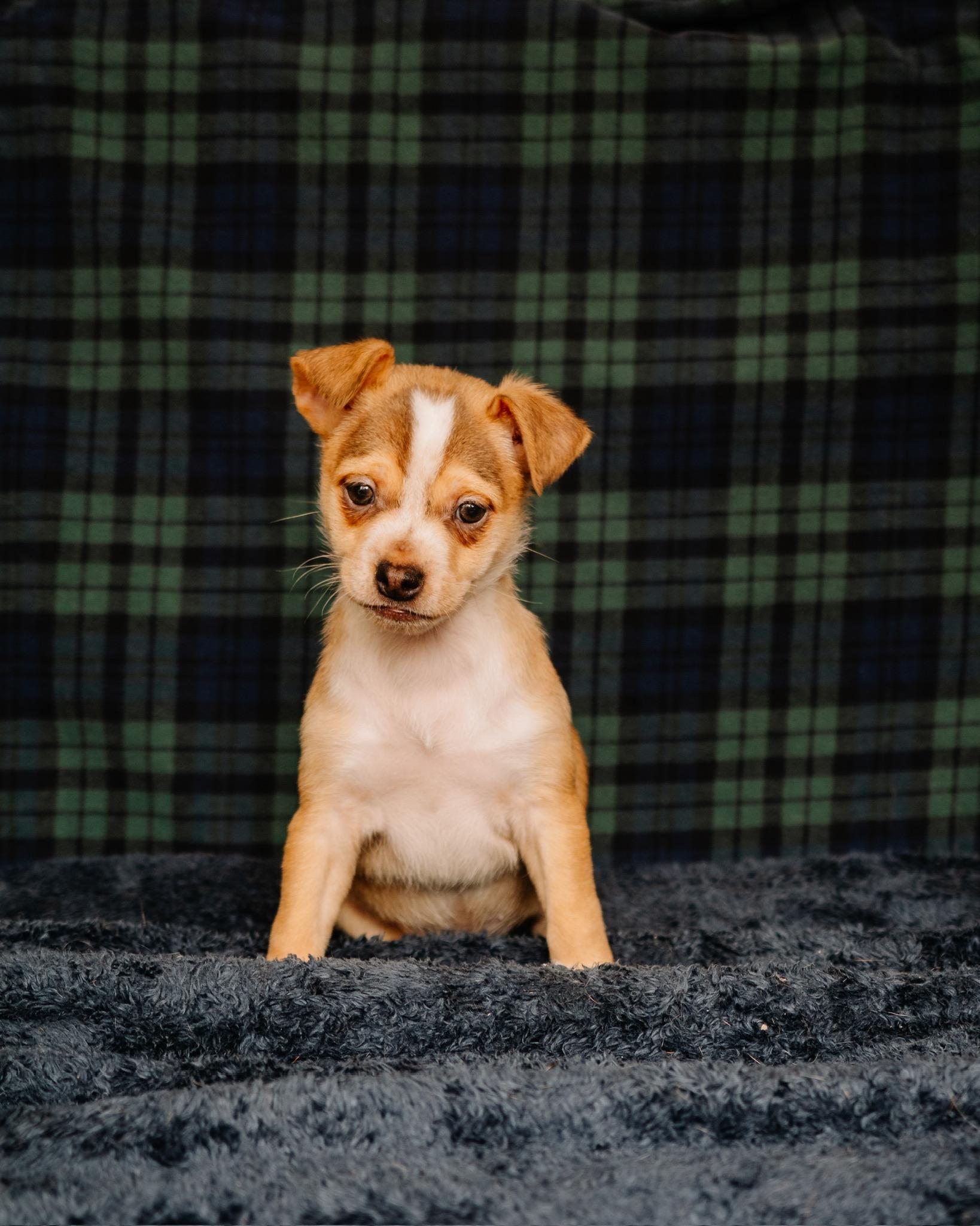 Enlarge Yam Yam, a ADOPTABLE mixed breed in Simsbury, CT image 1/1