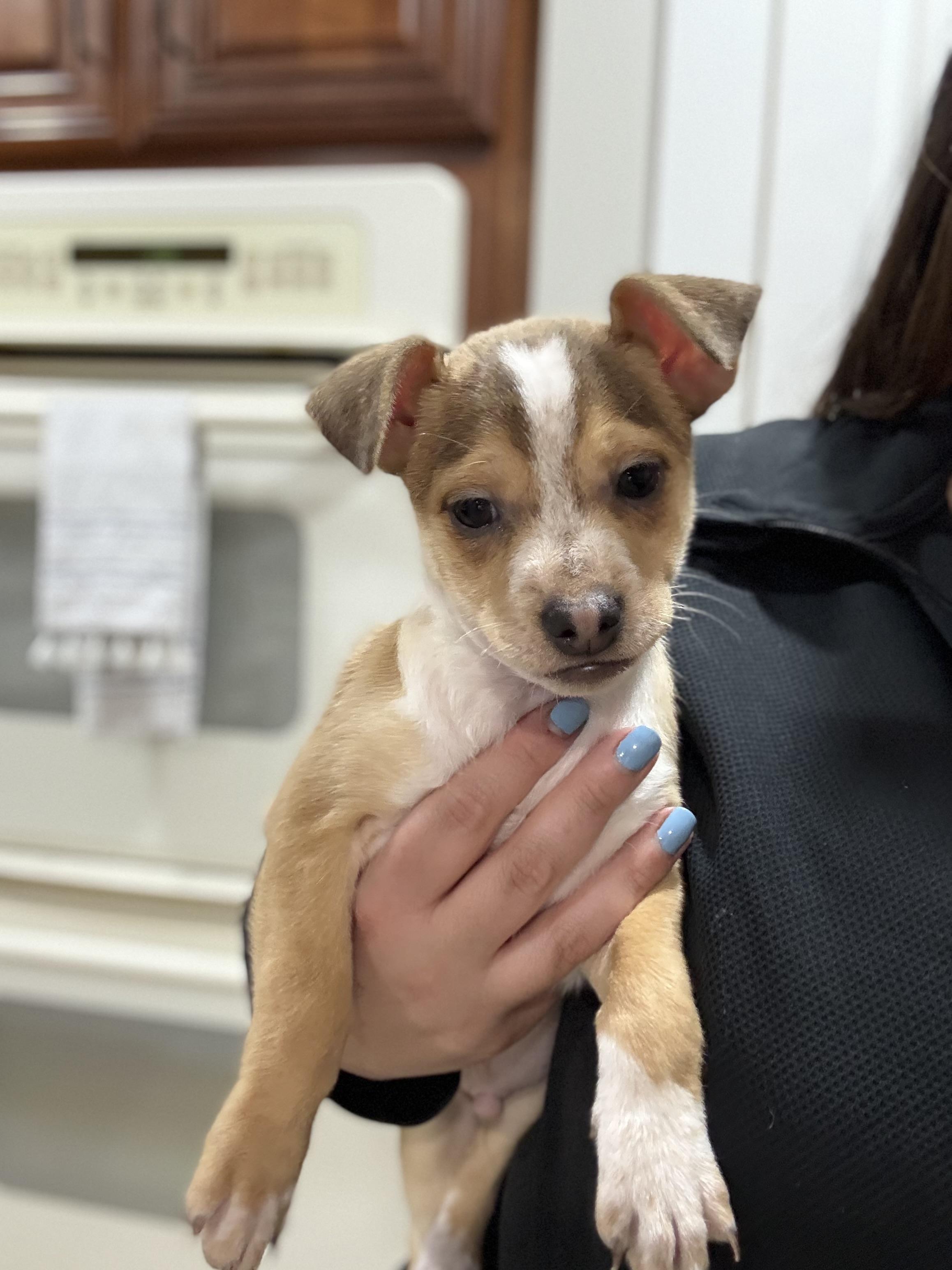 Enlarge Yam Yam, an adopted mixed breed in Simsbury, CT image 4/5