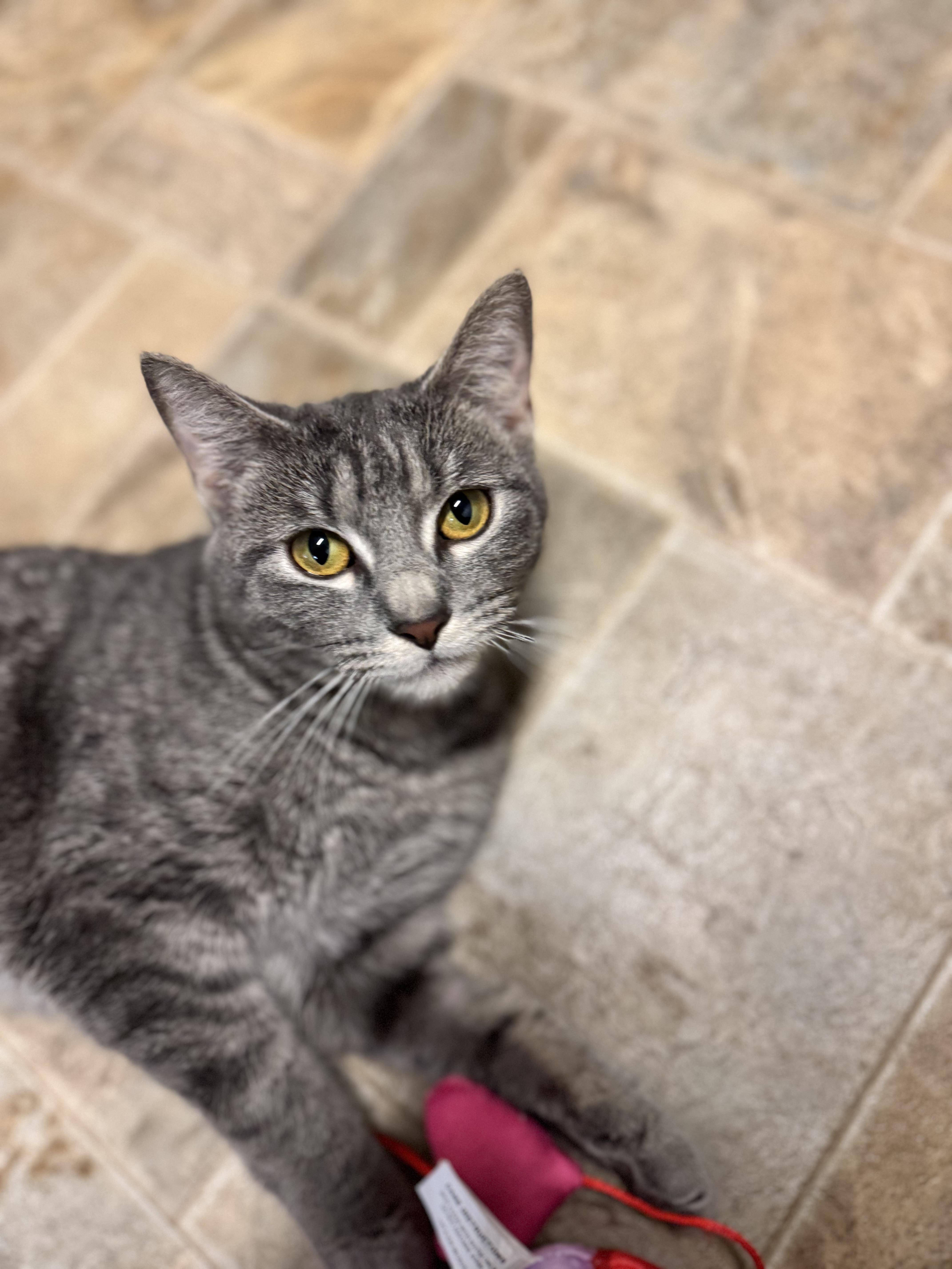 Pixie, a ADOPTABLE Domestic Short Hair in Dodgeville, WI image 2/3