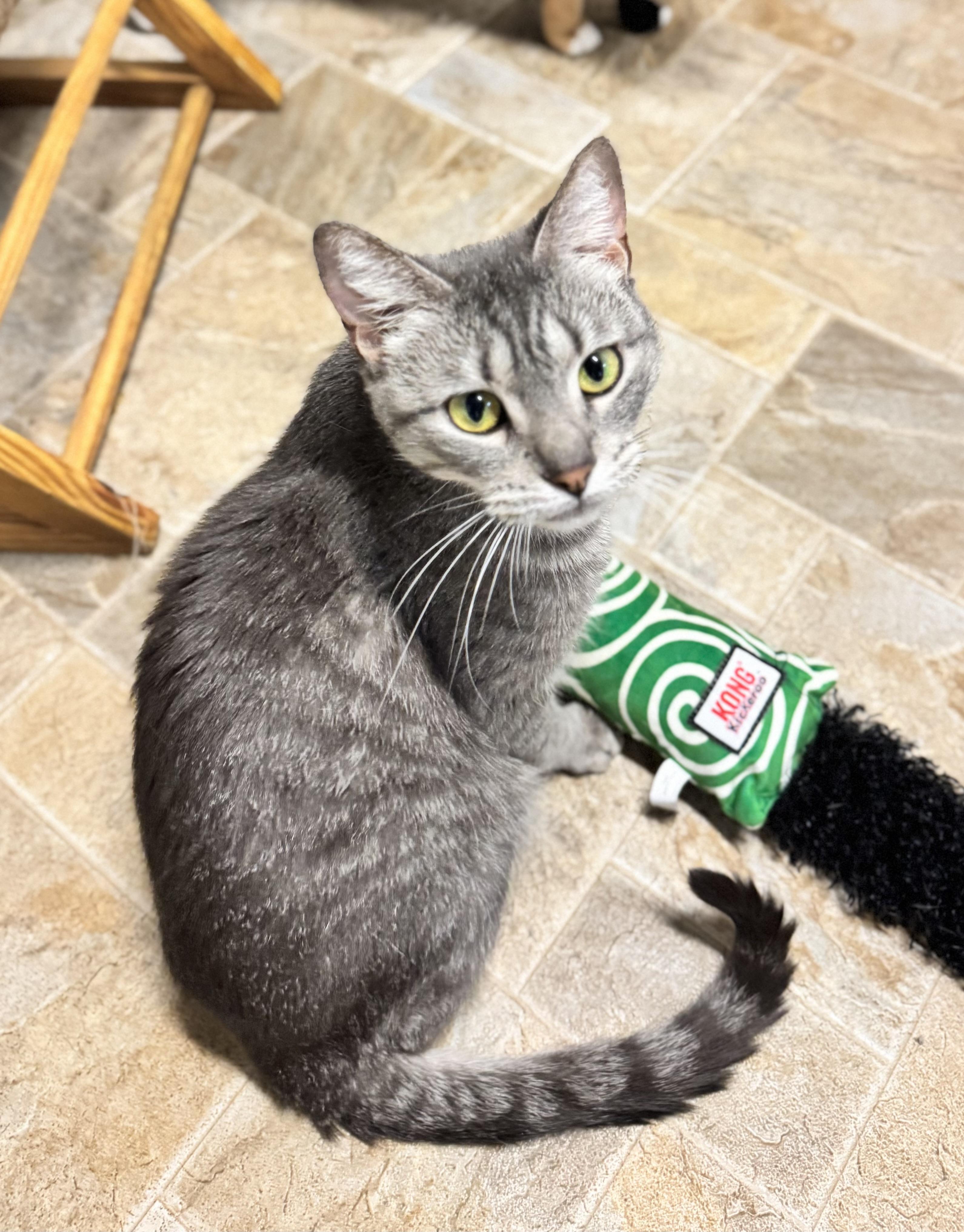 Pixie, ADOPTABLE, Adult Female Domestic Short Hair.