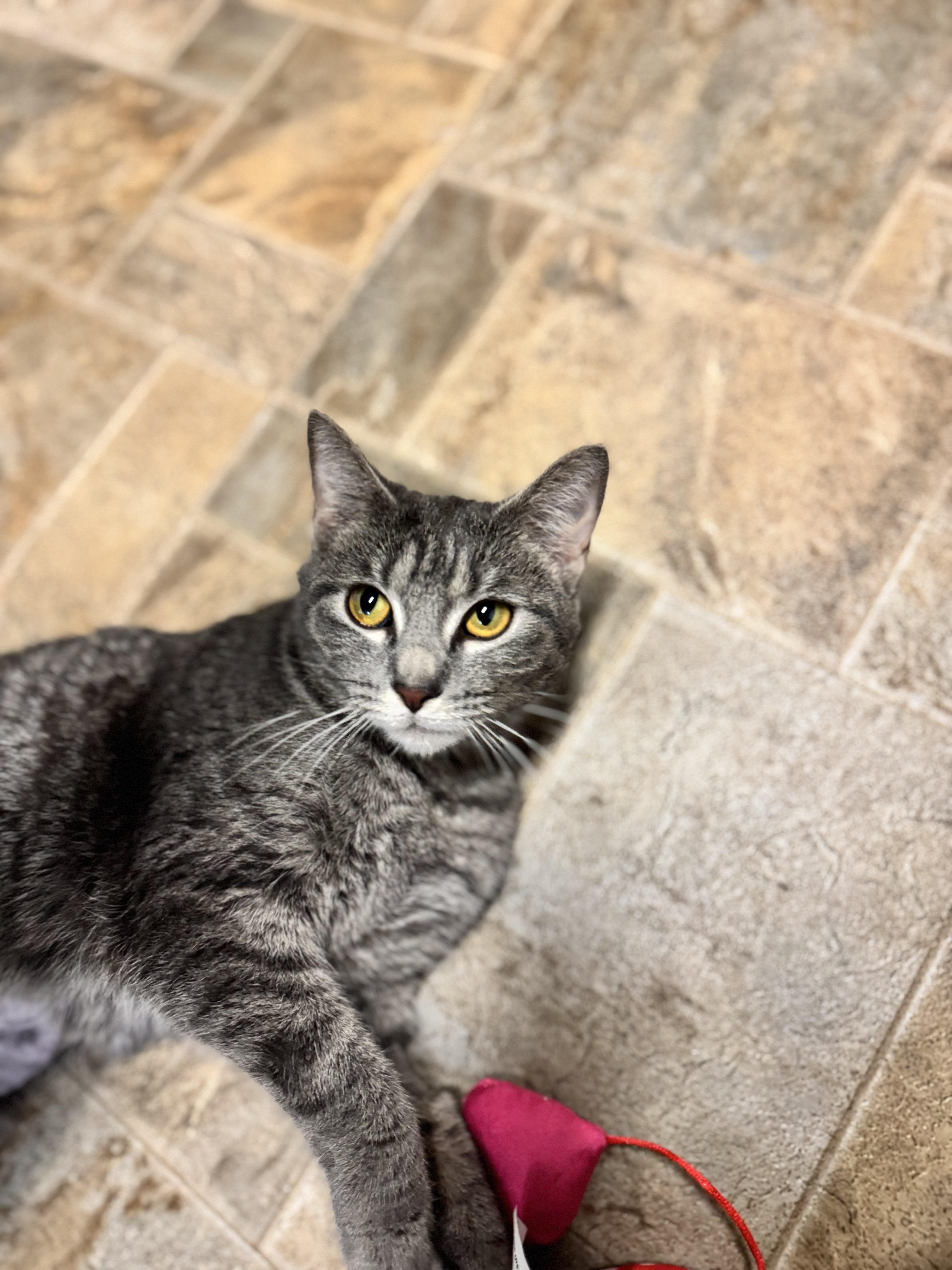 Pixie, a ADOPTABLE Domestic Short Hair in Dodgeville, WI image 3/3