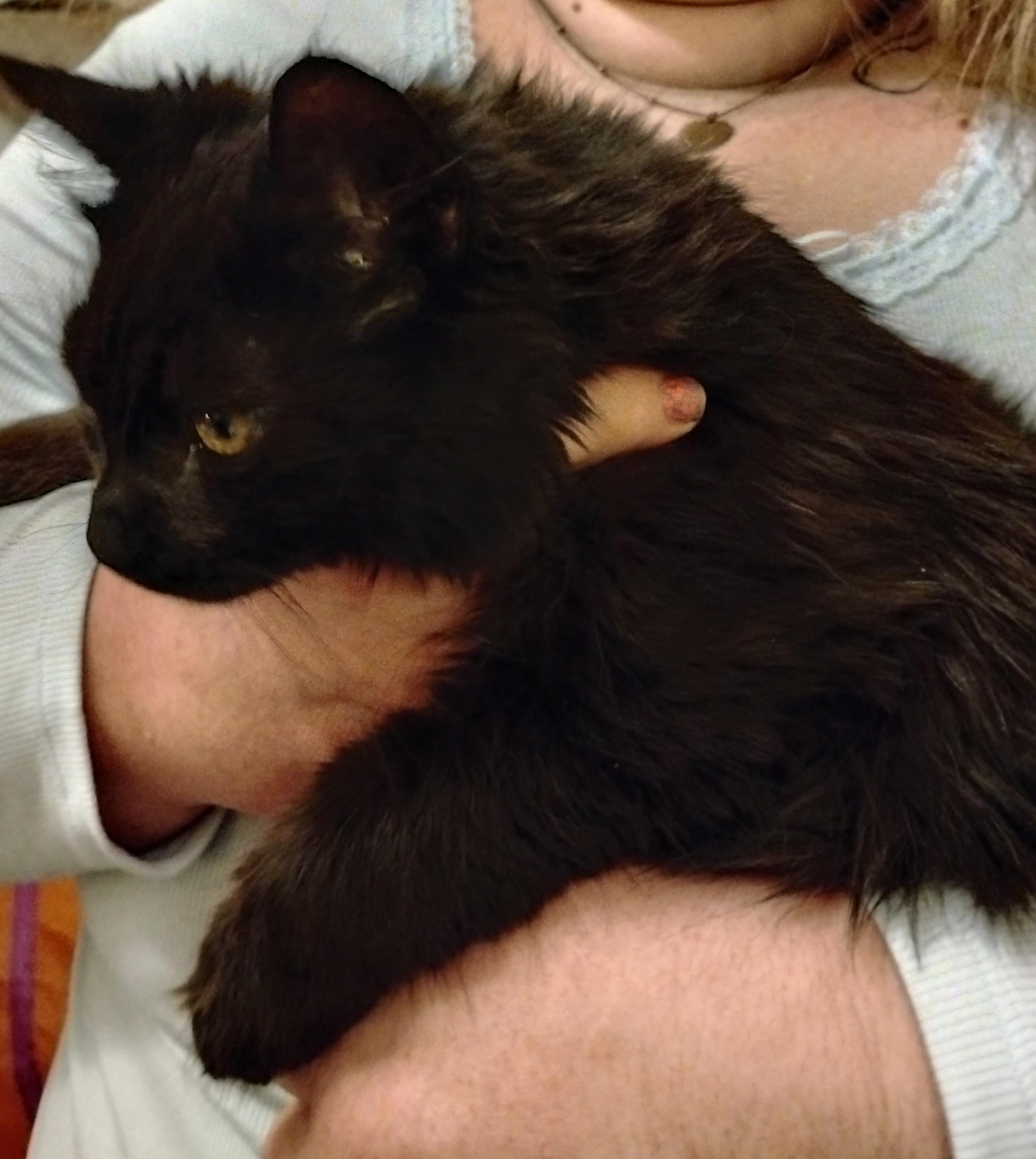 Enlarge Nibbles, a ADOPTABLE Domestic Long Hair in Woodland, CA image 3/4