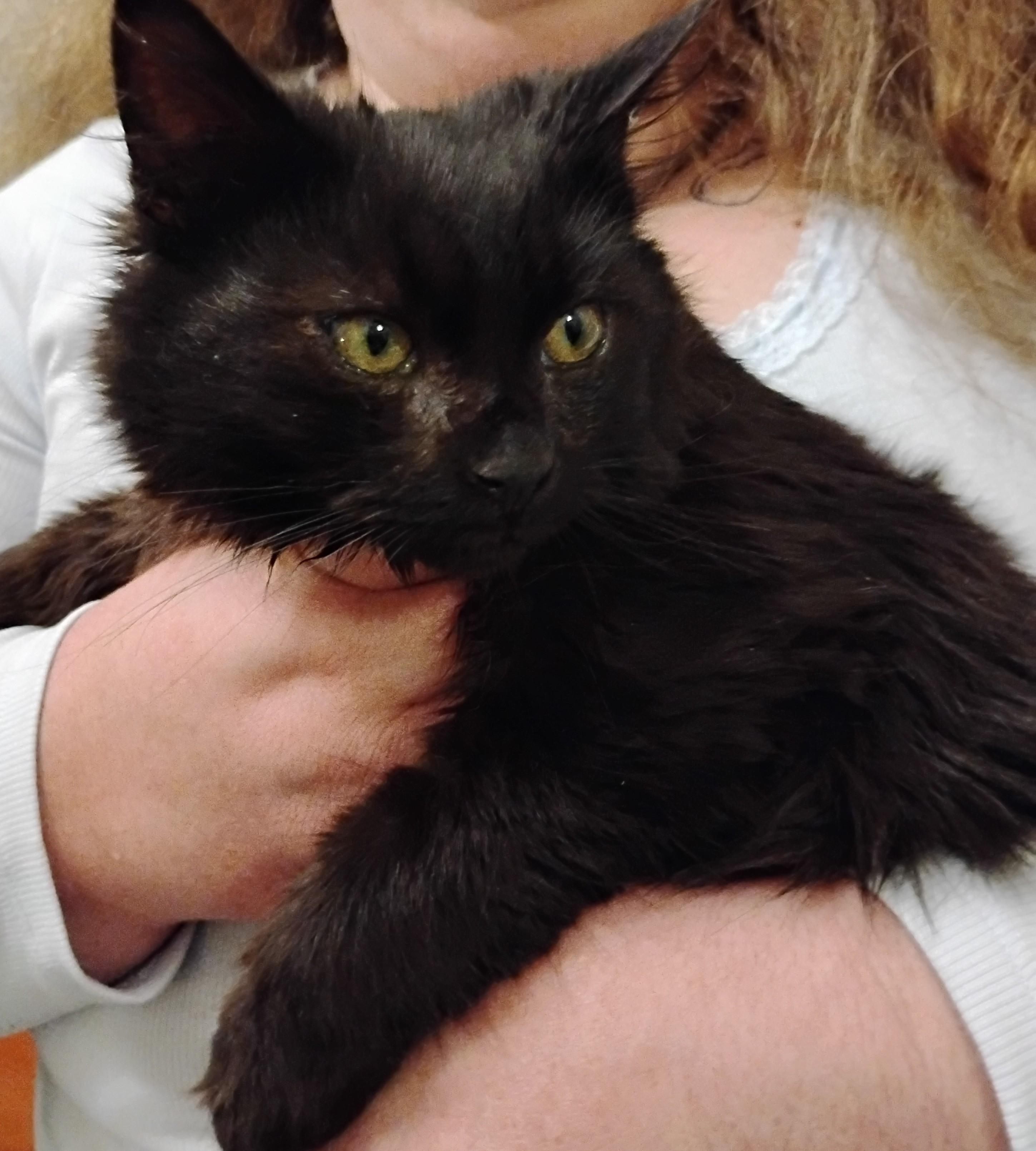 Enlarge Nibbles, a ADOPTABLE Domestic Long Hair in Woodland, CA image 2/4