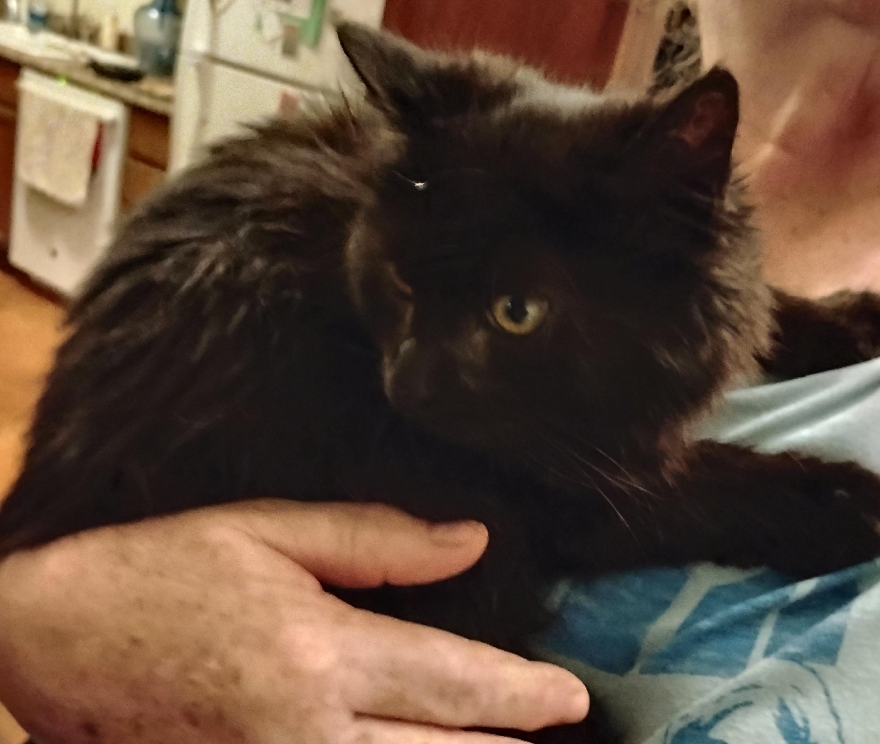 Nibbles, ADOPTABLE, Young Male Domestic Long Hair.