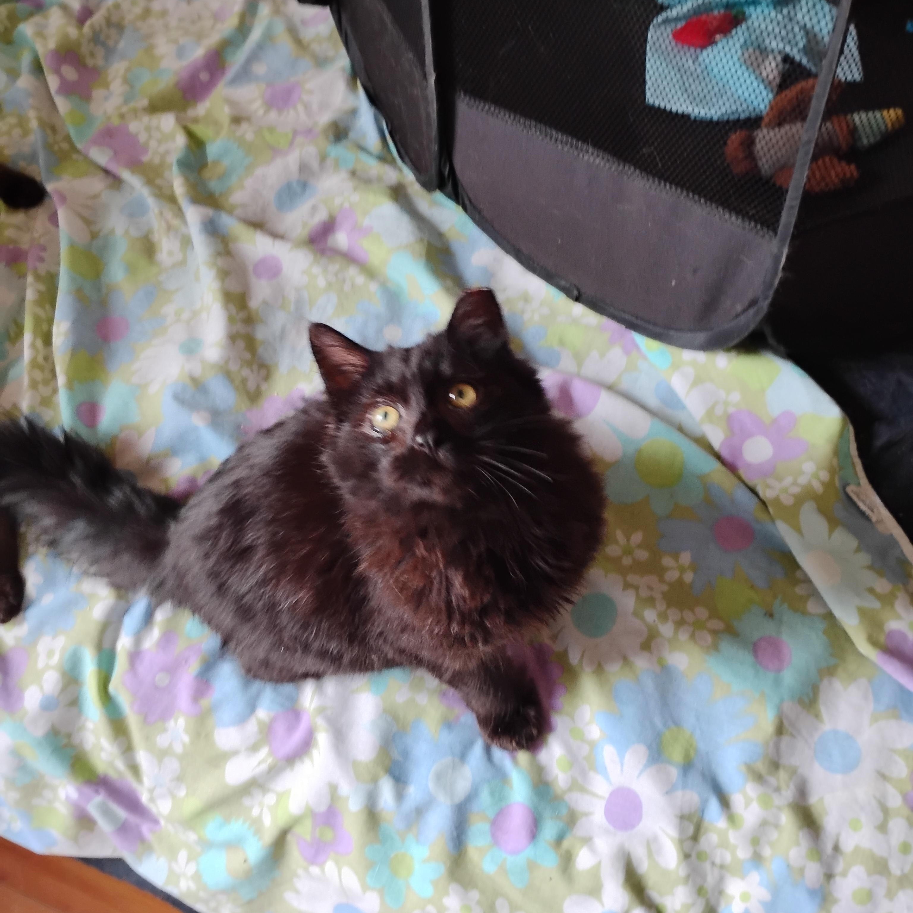 Nibbles, ADOPTABLE, Young Male Domestic Long Hair.