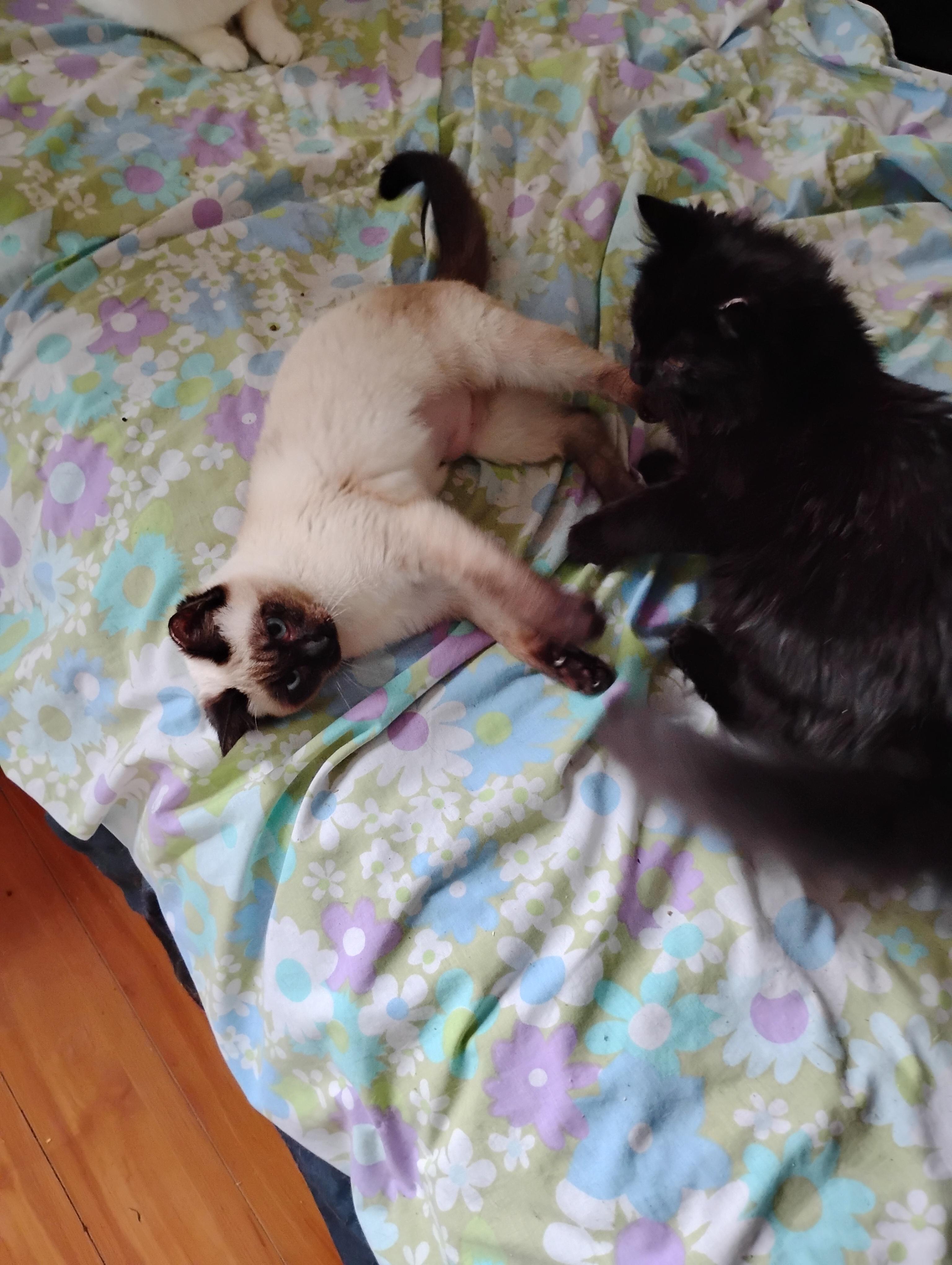 Enlarge Nibbles, an adopted Domestic Long Hair in Woodland, CA image 4/6