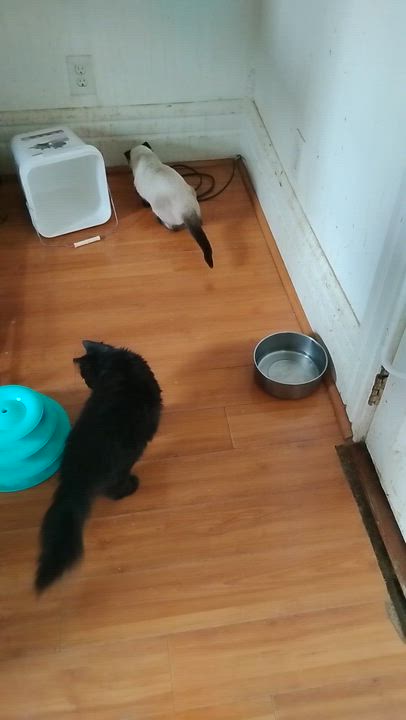 Enlarge Nibbles, an adopted Domestic Long Hair in Woodland, CA video 6/6