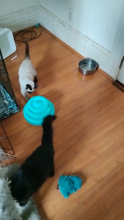 Enlarge Nibbles, an adopted Domestic Long Hair in Woodland, CA video 5/6