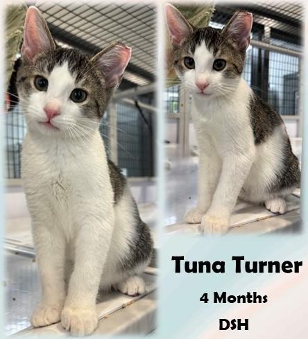 Tuna Turner