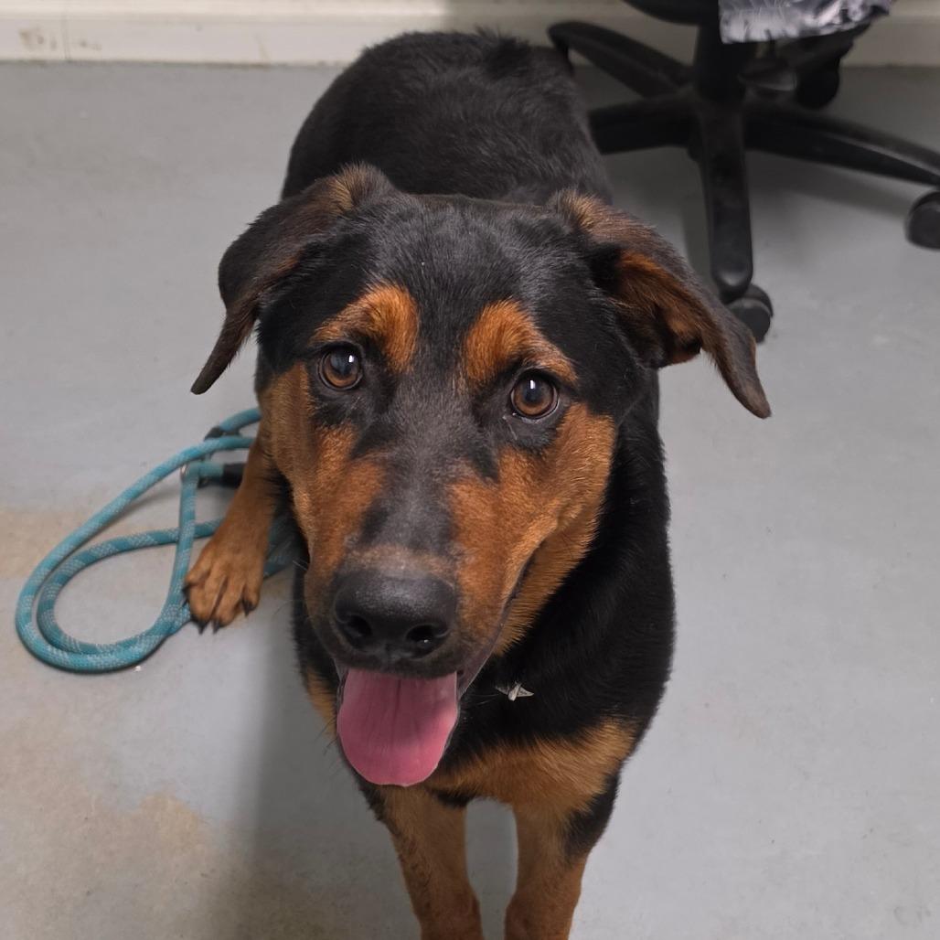 Enlarge Honeybee, a Adoptable Mixed Breed in Troy, IL image 1/3
