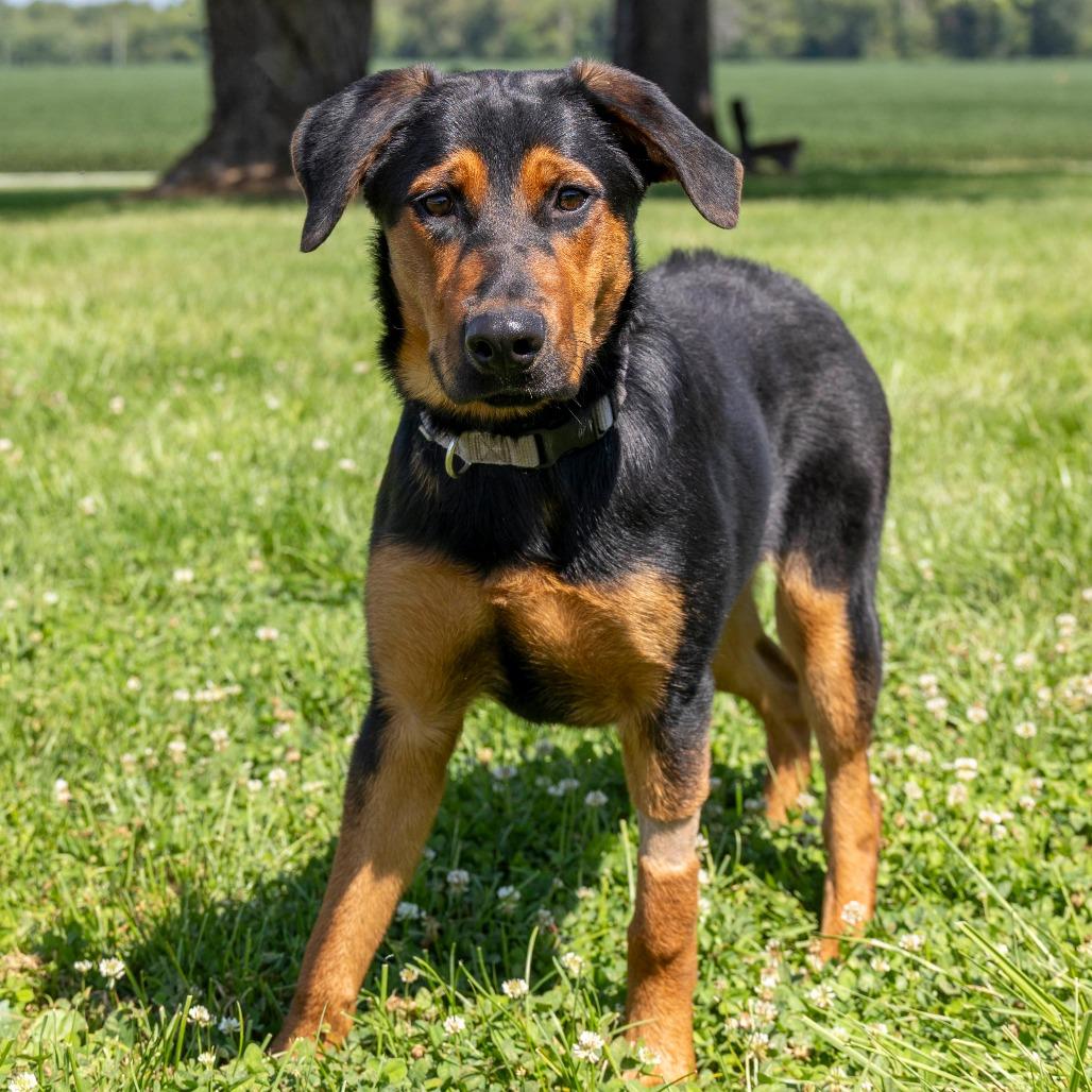 Enlarge Honeybee, a Adoptable Mixed Breed in Troy, IL image 2/3