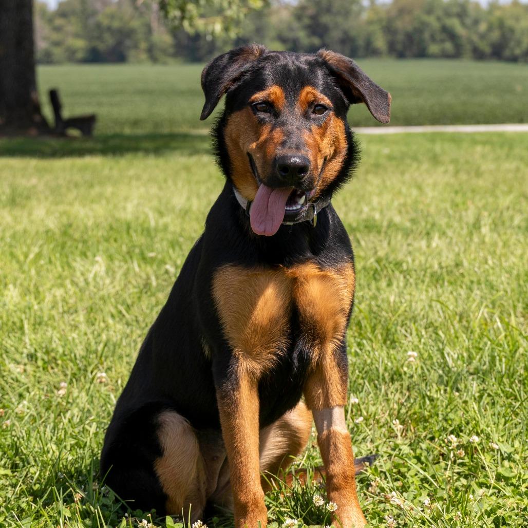 Enlarge Honeybee, a Adoptable Mixed Breed in Troy, IL image 3/3