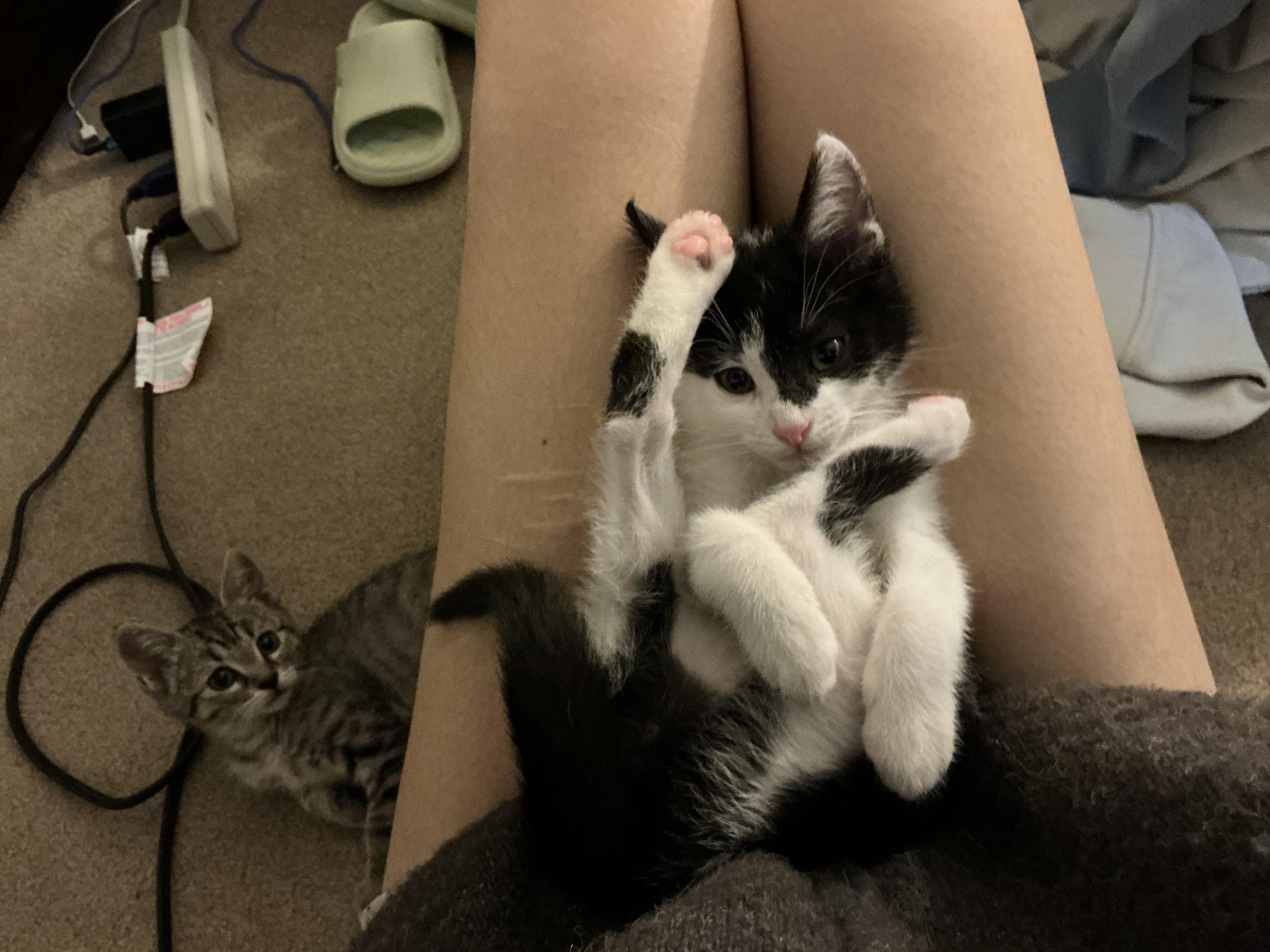 Ravioli, an adopted Domestic Short Hair in Davis, CA image 5/5