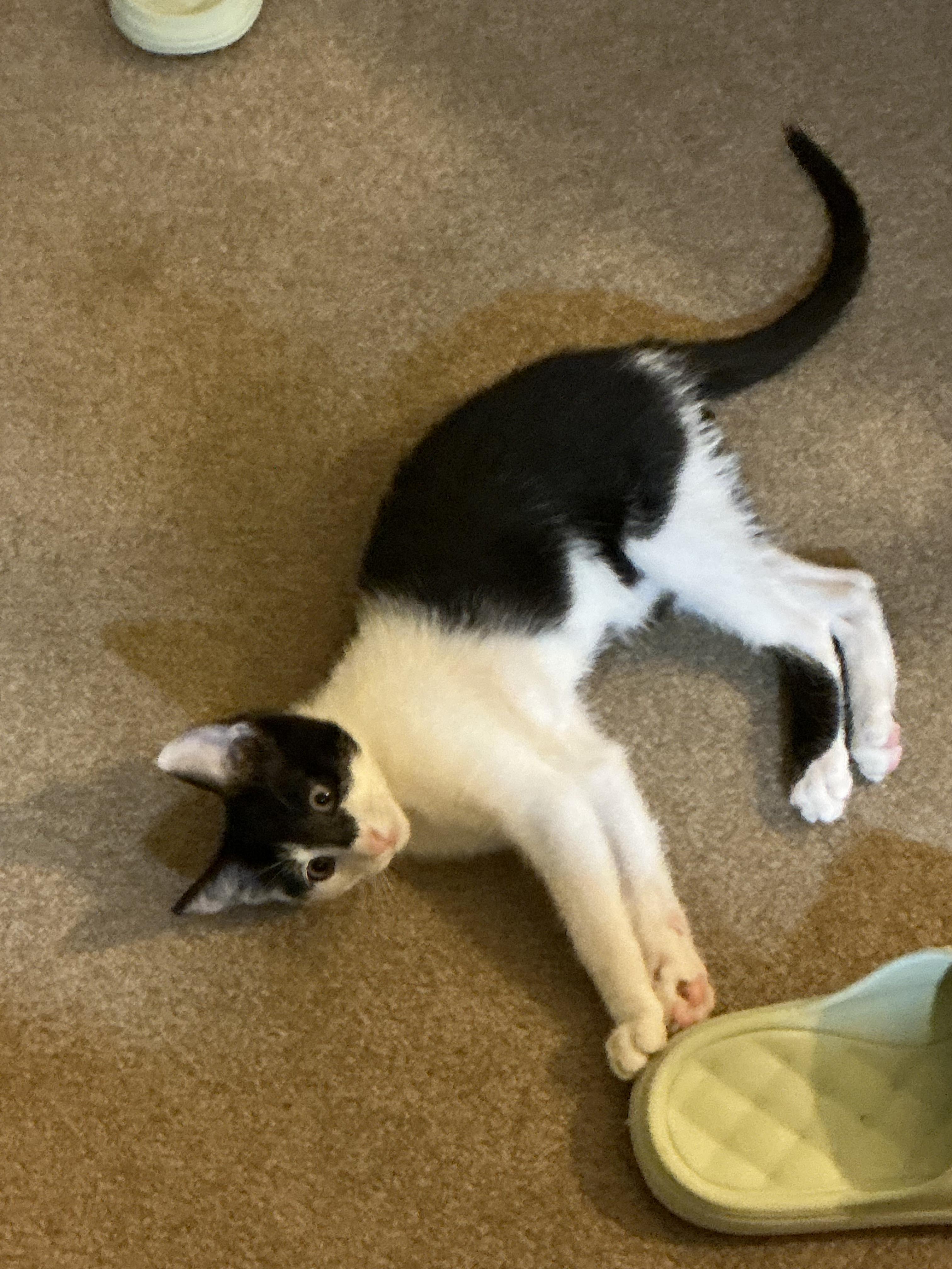 Ravioli, an adopted Domestic Short Hair in Davis, CA image 4/5