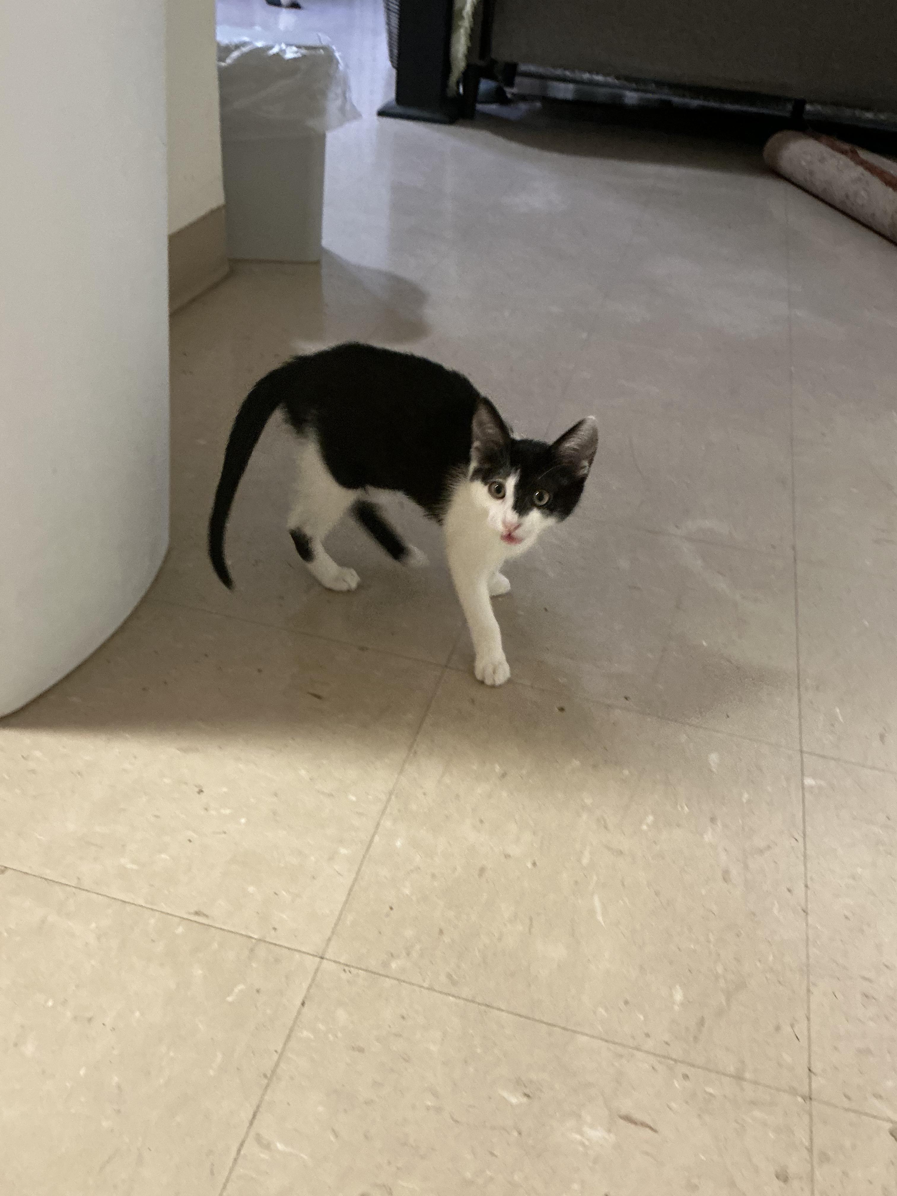 Ravioli, an adopted Domestic Short Hair in Davis, CA image 2/5