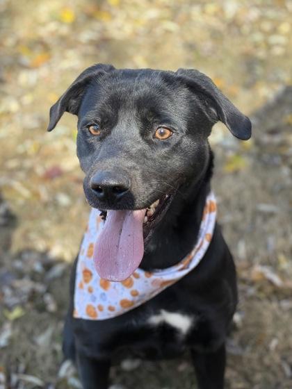 Wren, a Adoptable Mixed Breed in Bartlesville, OK image 1/3