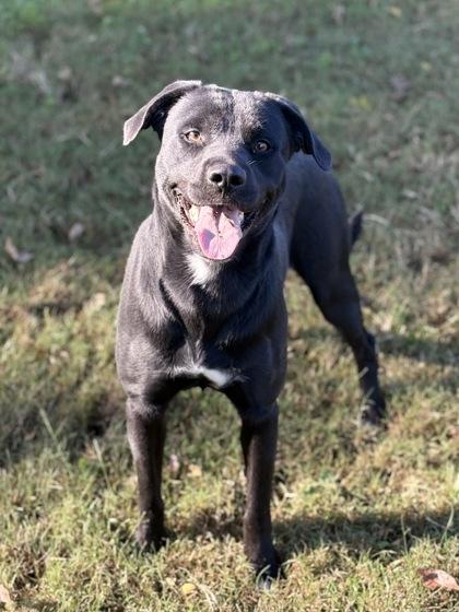 Wren, Adoptable, Adult Male Mixed Breed & Mixed Breed.