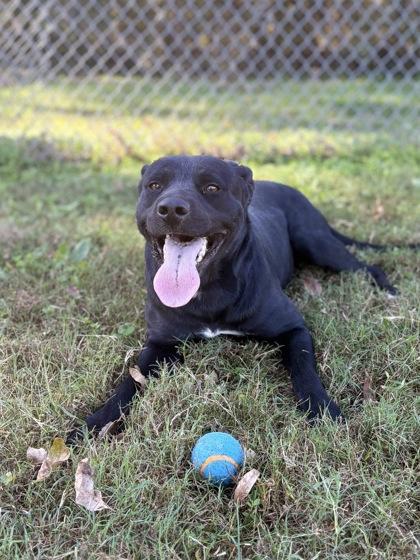 Wren, a Adoptable Mixed Breed in Bartlesville, OK image 3/3