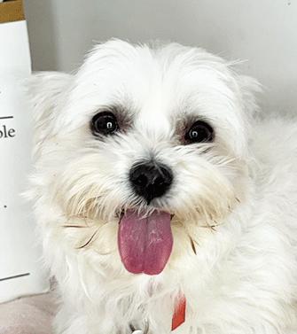 Enlarge MALBI, a ADOPTABLE Maltese in Castro Valley, CA image 2/3