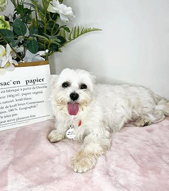 MALBI, ADOPTABLE, Adult Female Maltese.