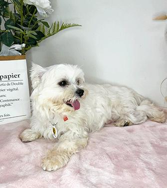 Enlarge MALBI, a ADOPTABLE Maltese in Castro Valley, CA image 3/3