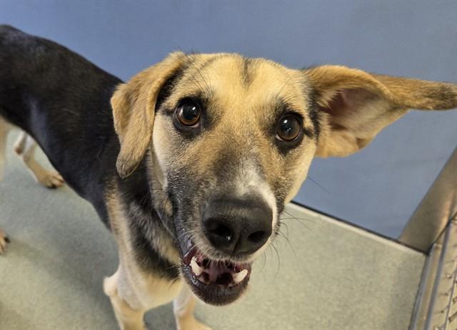 Enlarge BINGO , a ADOPTABLE mixed breed in San Clemente, CA image 2/2