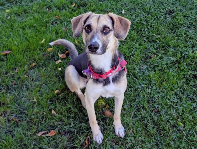 BINGO , ADOPTABLE, Young Male Harrier.