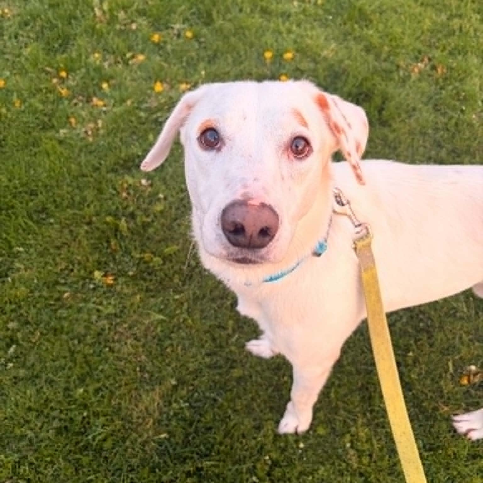 Ghost, adoptable, Adult Male Labrador Retriever.