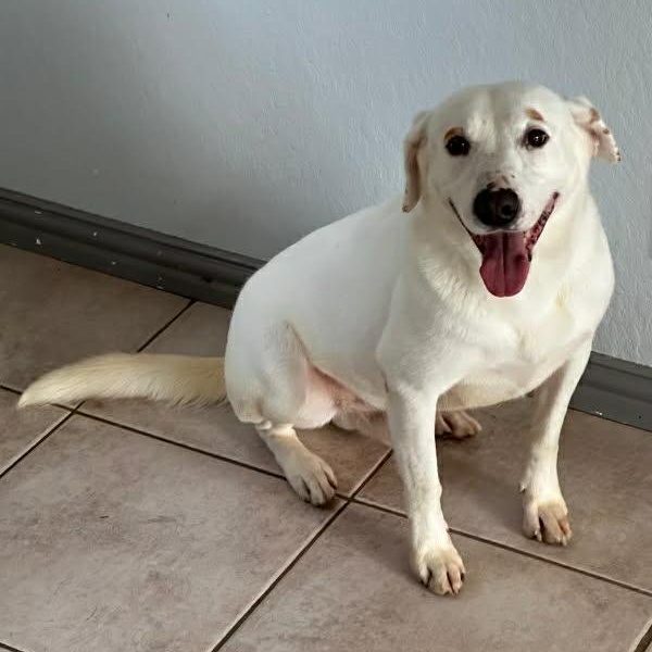 Ghost, an adoptable Labrador Retriever in Woodstock, ON image 3/3