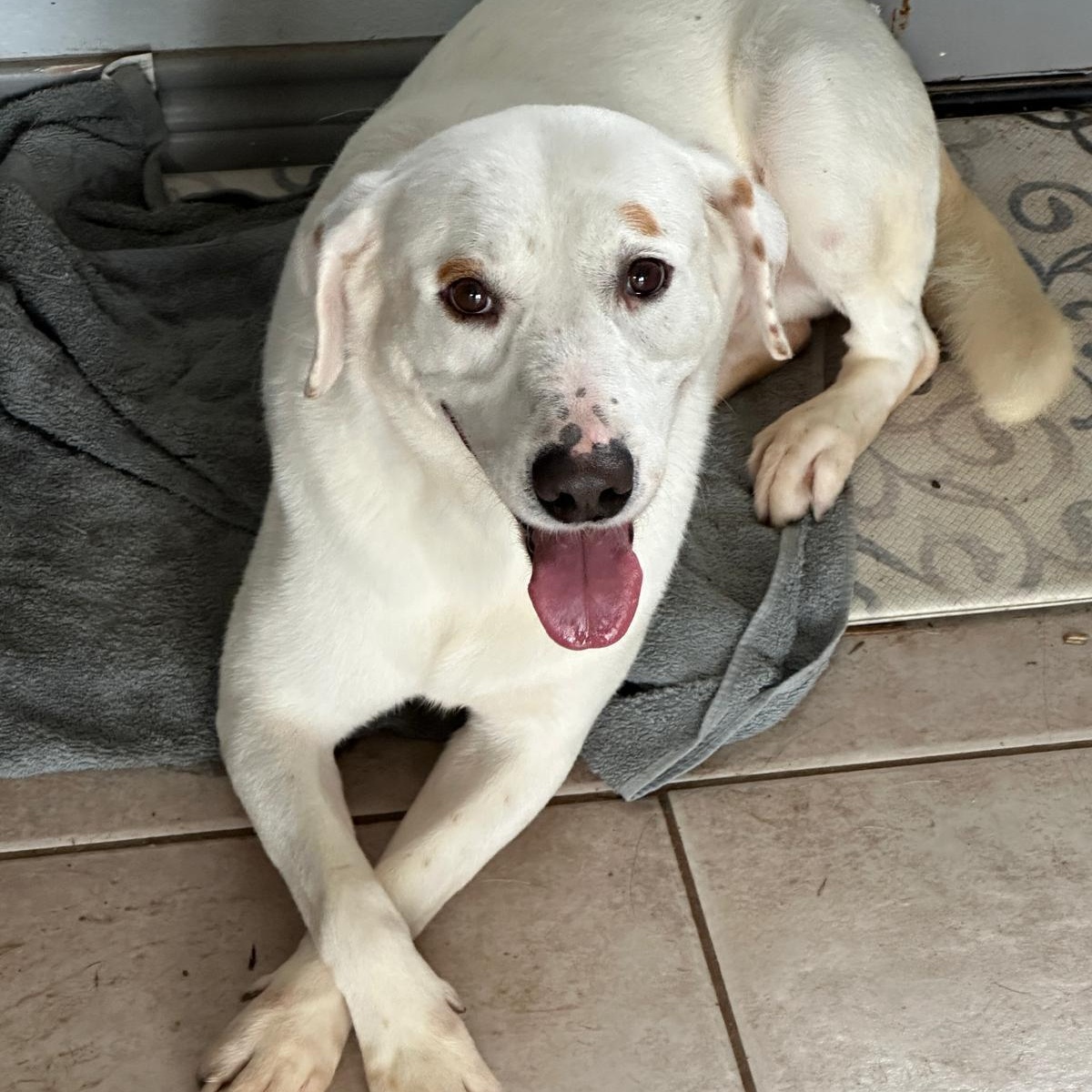 Ghost, an adoptable Labrador Retriever in Woodstock, ON image 1/3