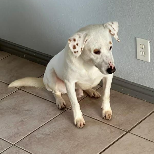 Ghost, an adoptable Labrador Retriever in Woodstock, ON image 2/3