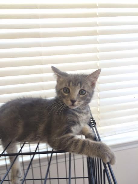 Steve, a Adoptable mixed breed image 1/6