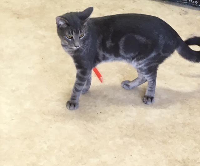 Steve, a Adoptable mixed breed image 2/6