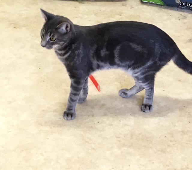 Steve, a Adoptable mixed breed image 3/6