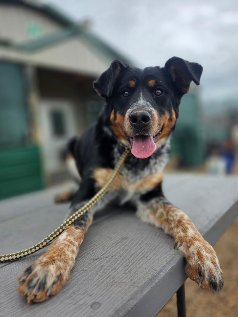 Bernese Mountain Dogs for Adoption in Grand Forks, North Dakota