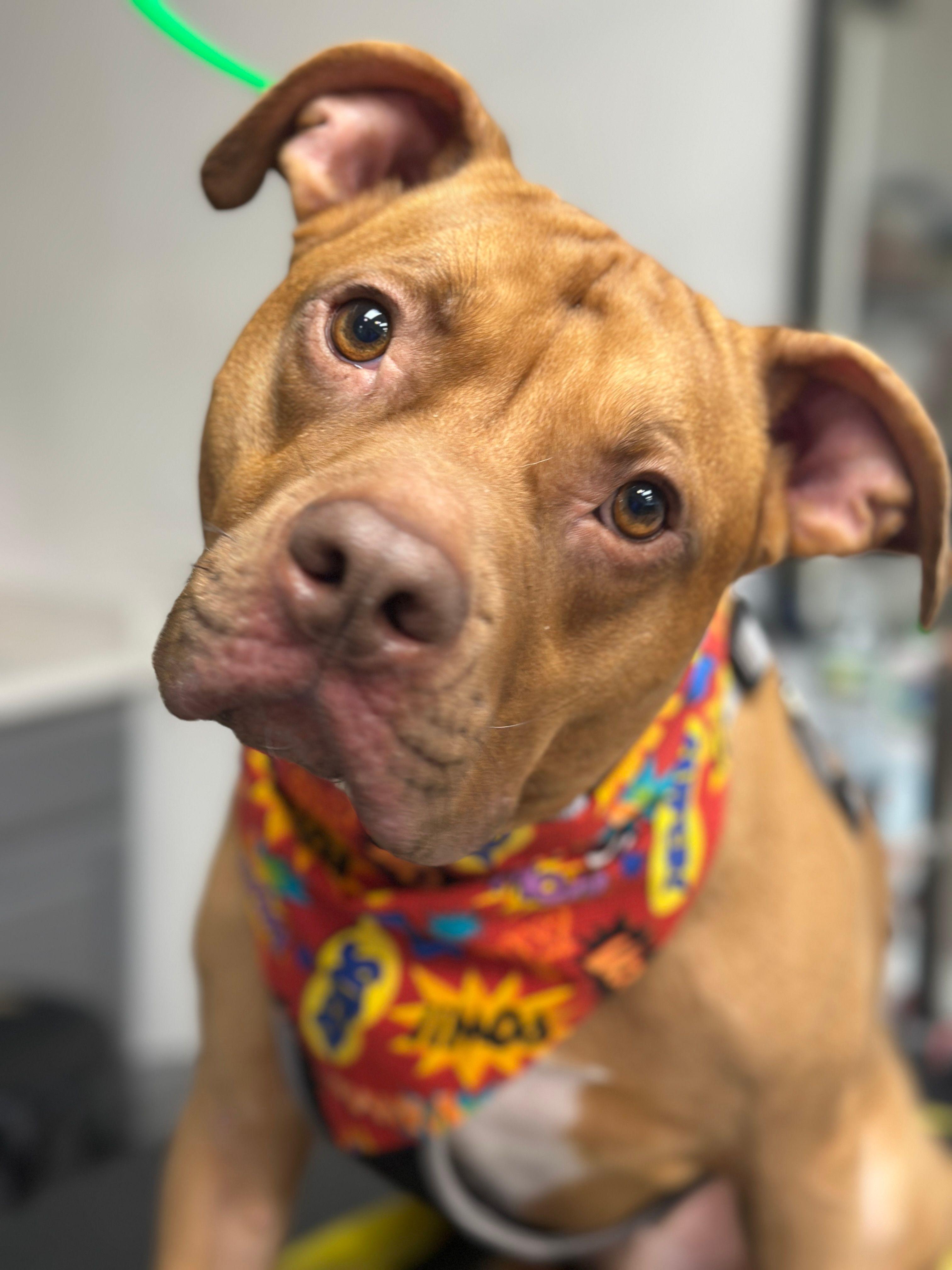 Reid, Adoptable, Adult Male Terrier.