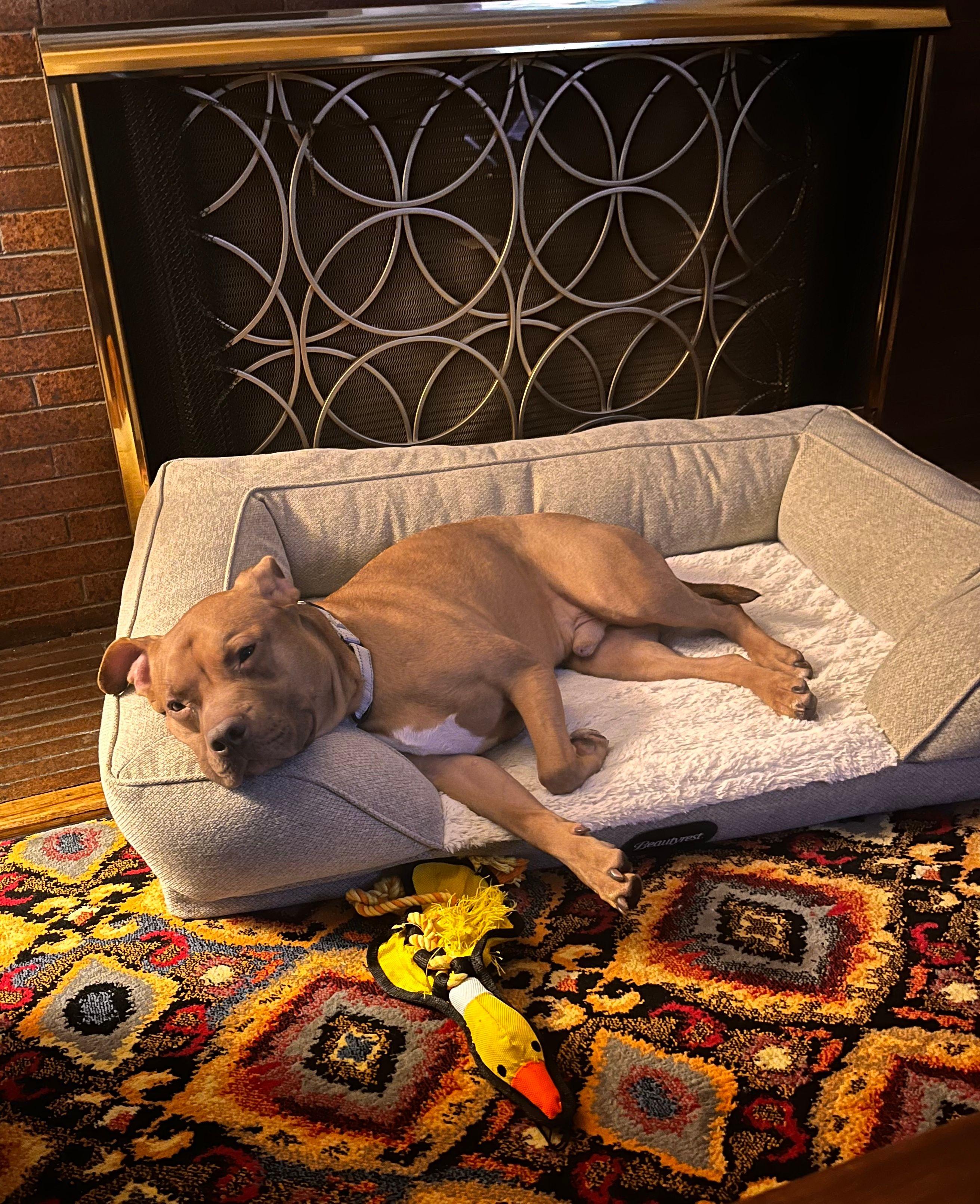 Enlarge Reid, a Adoptable mixed breed in Jersey City, NJ image 2/6