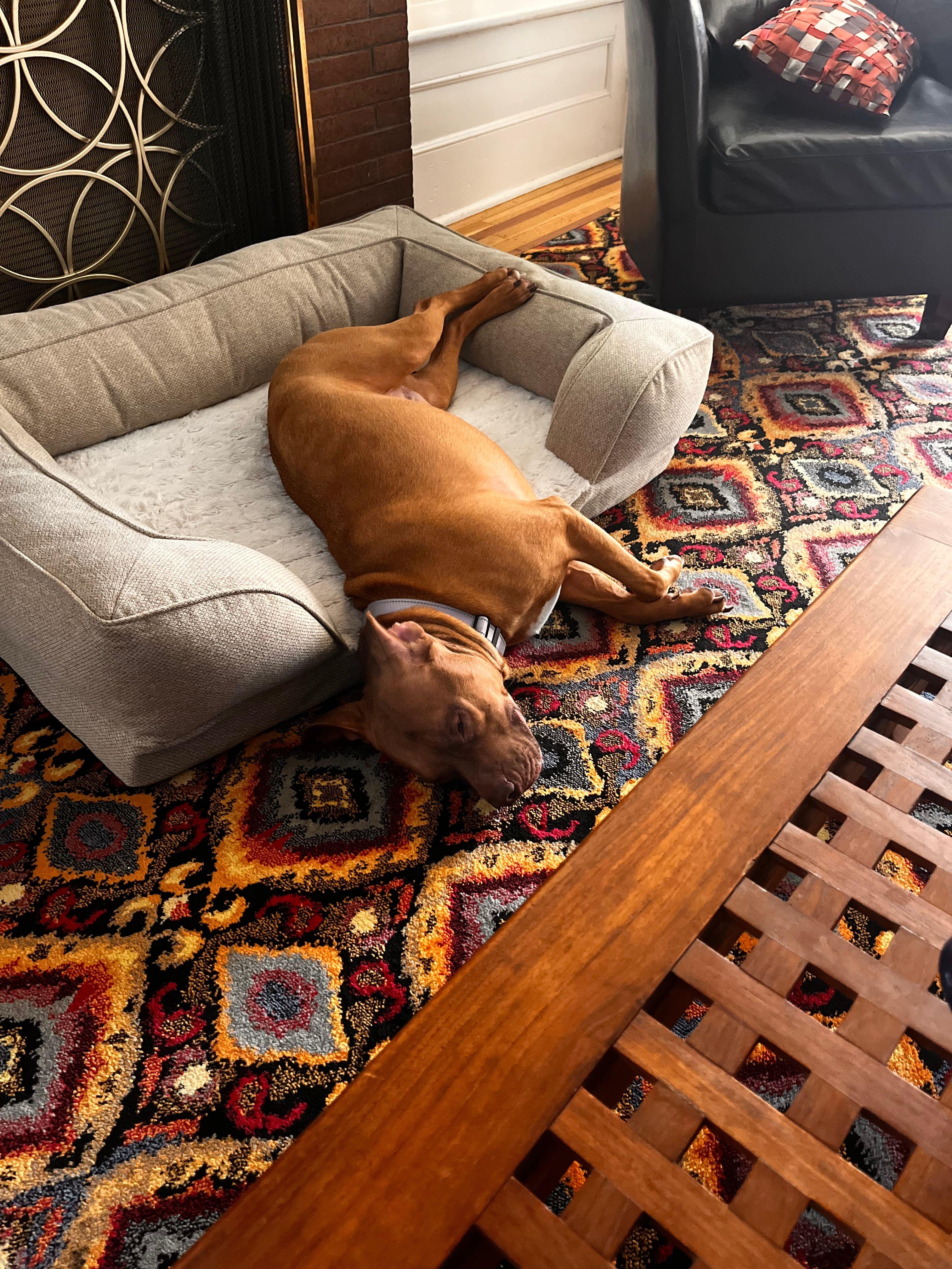 Enlarge Reid, a Adoptable mixed breed in Jersey City, NJ image 3/6