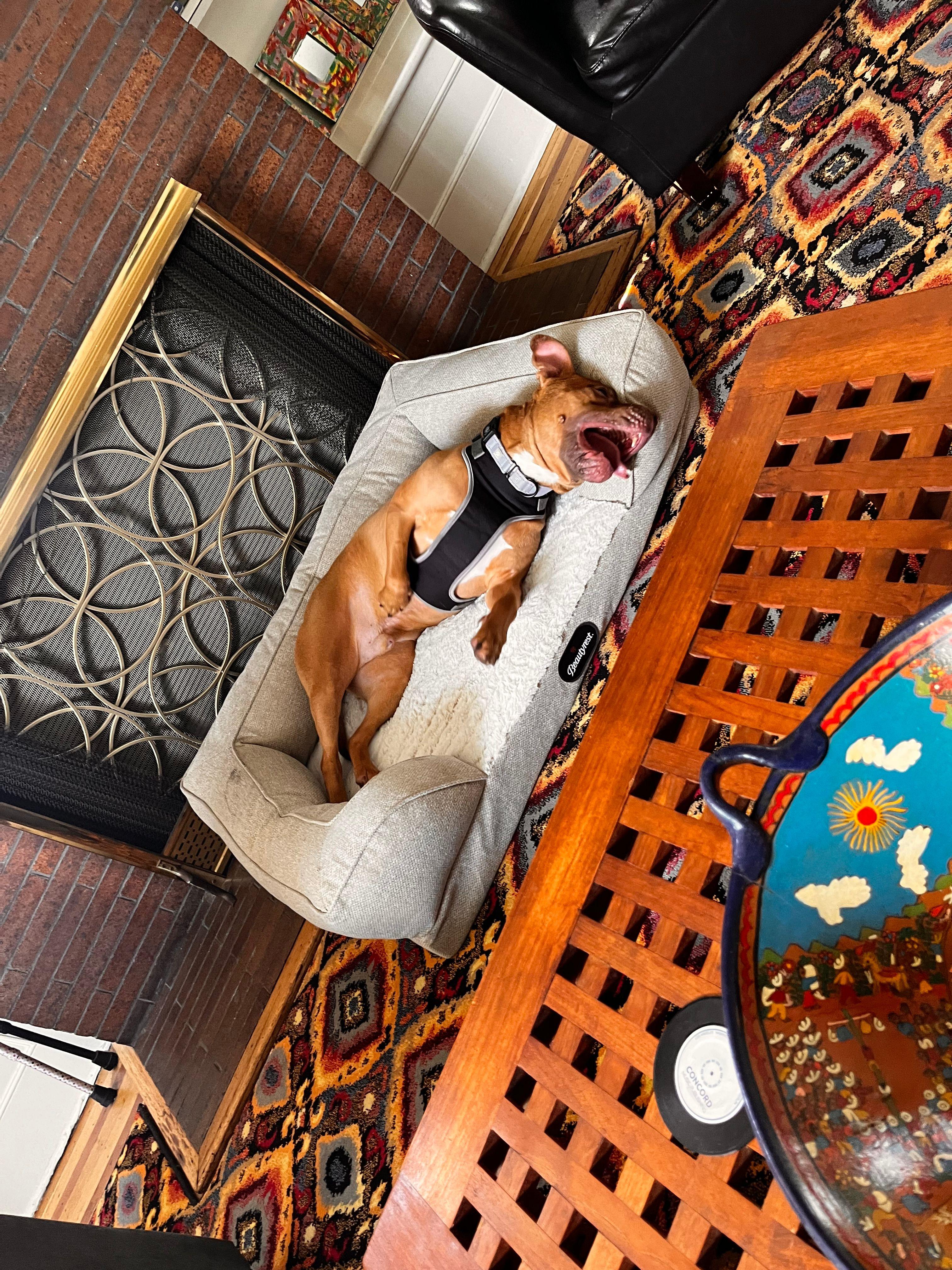 Enlarge Reid, a Adoptable mixed breed in Jersey City, NJ image 4/6