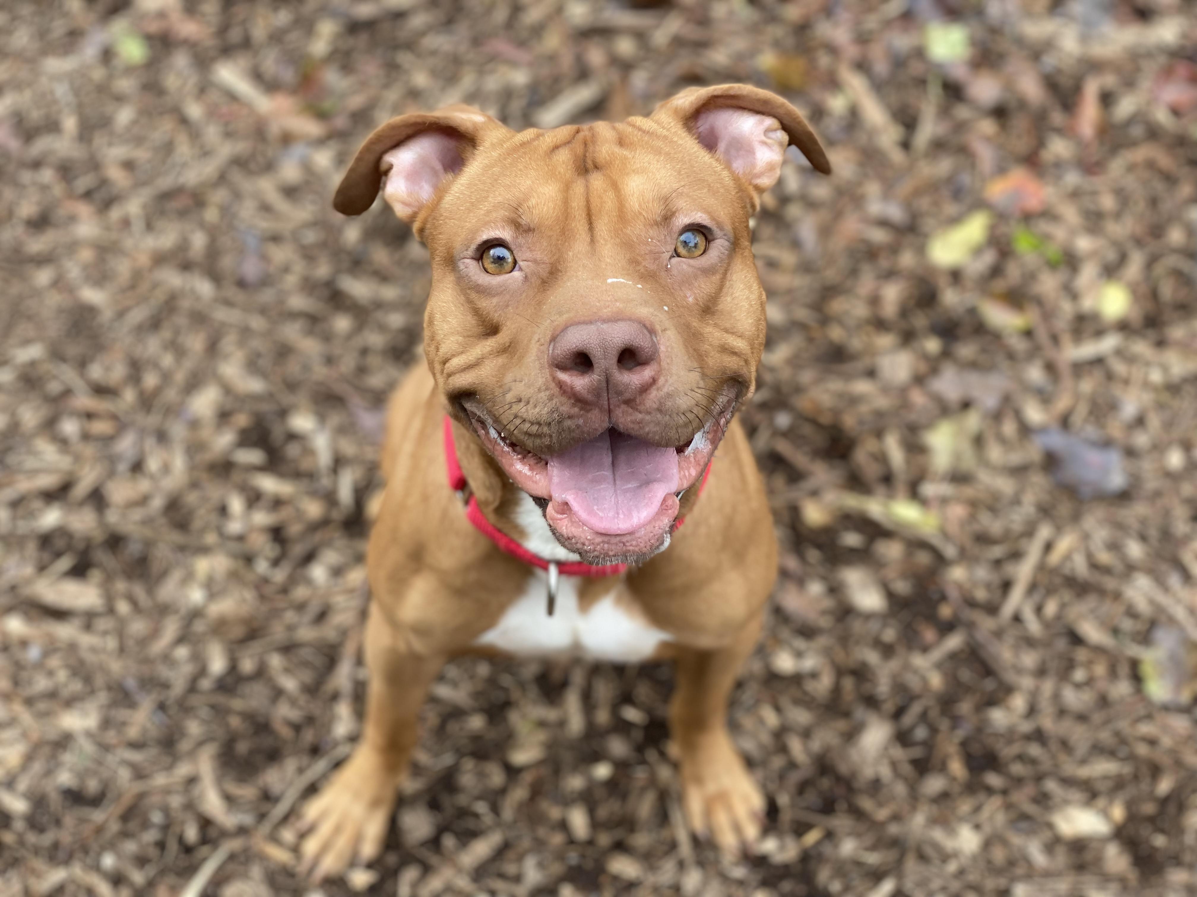 Enlarge Reid, a Adoptable mixed breed in Jersey City, NJ image 5/6