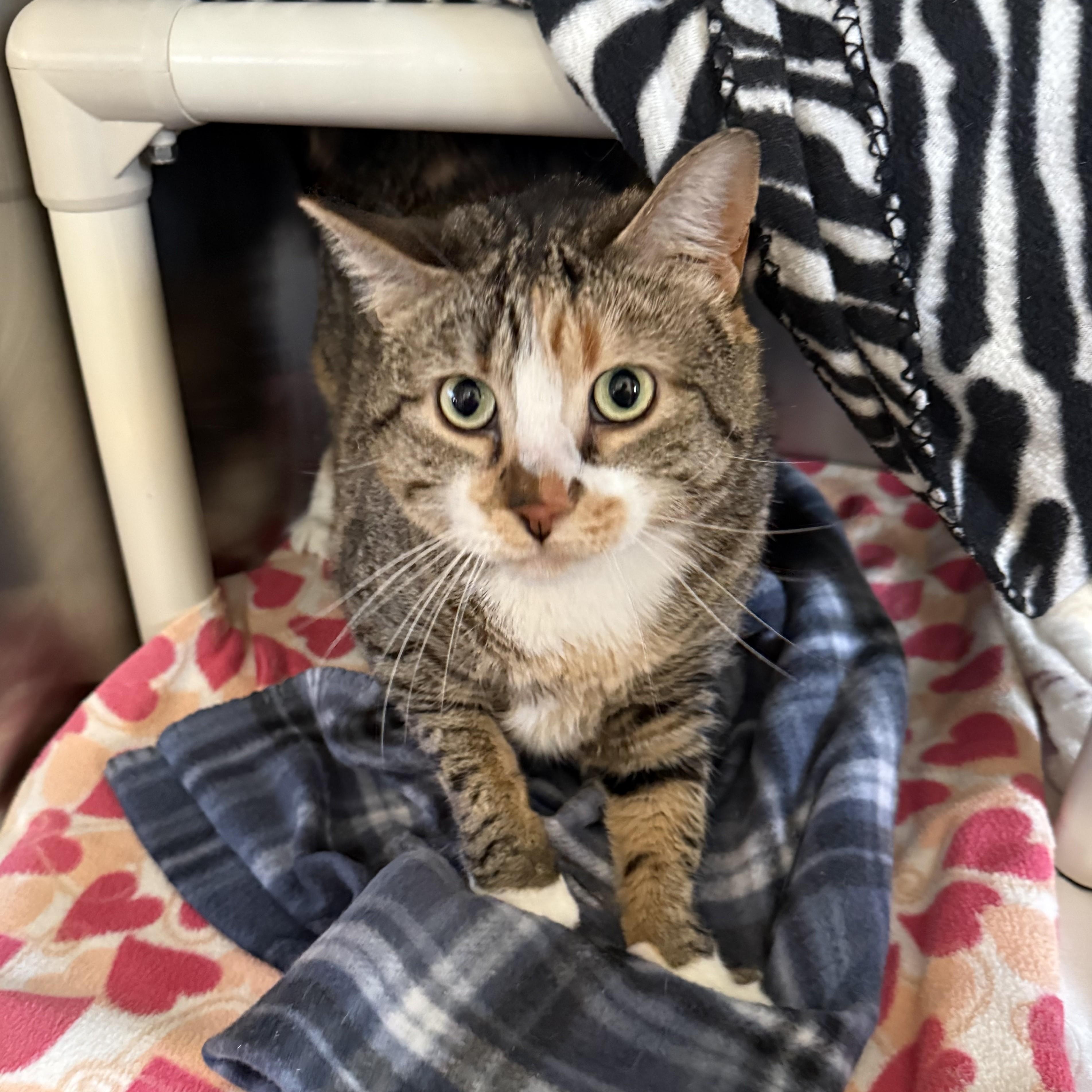 Enlarge SERENA, a ADOPTABLE Domestic Short Hair in La Crescent, MN image 5/5