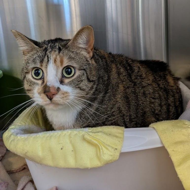 Enlarge SERENA, a ADOPTABLE Domestic Short Hair in La Crescent, MN image 2/5