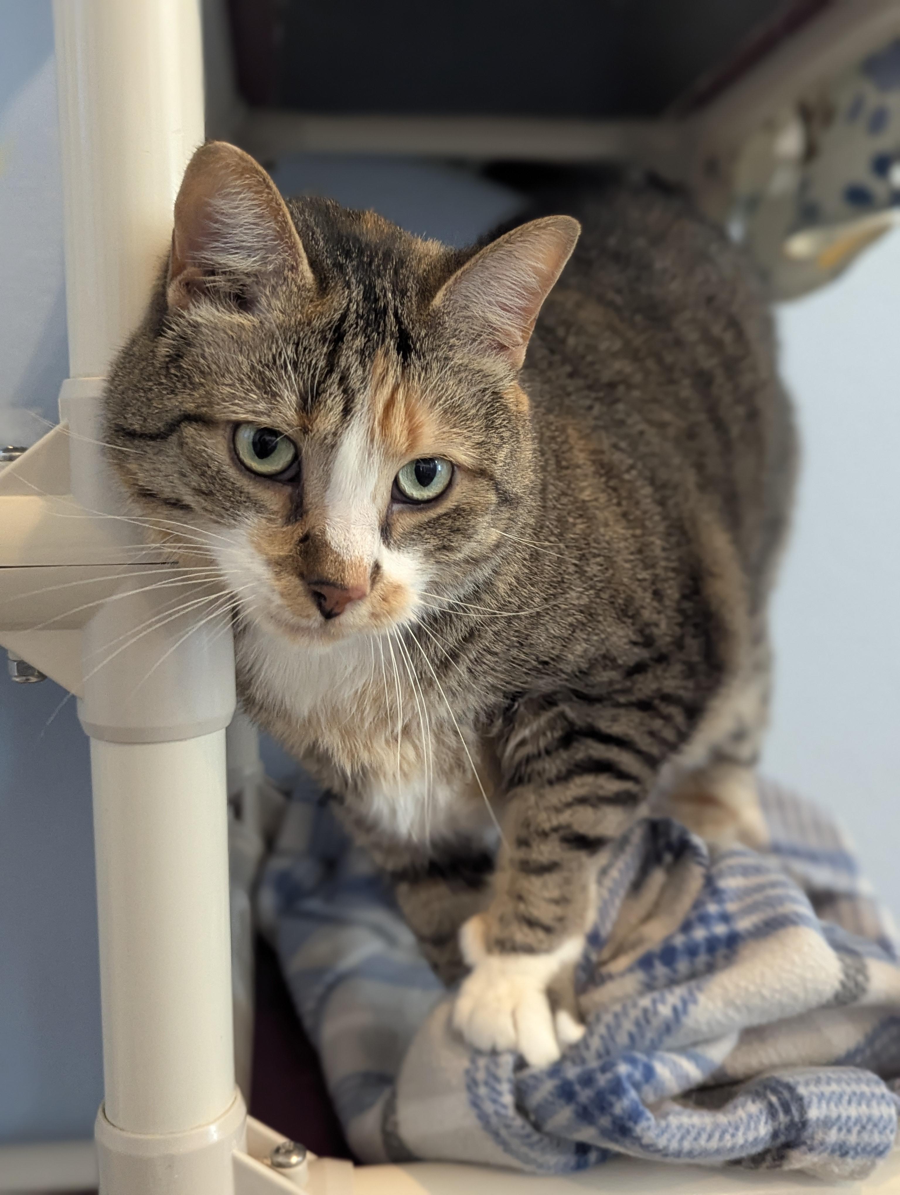 SERENA, ADOPTABLE, Adult Female Domestic Short Hair.