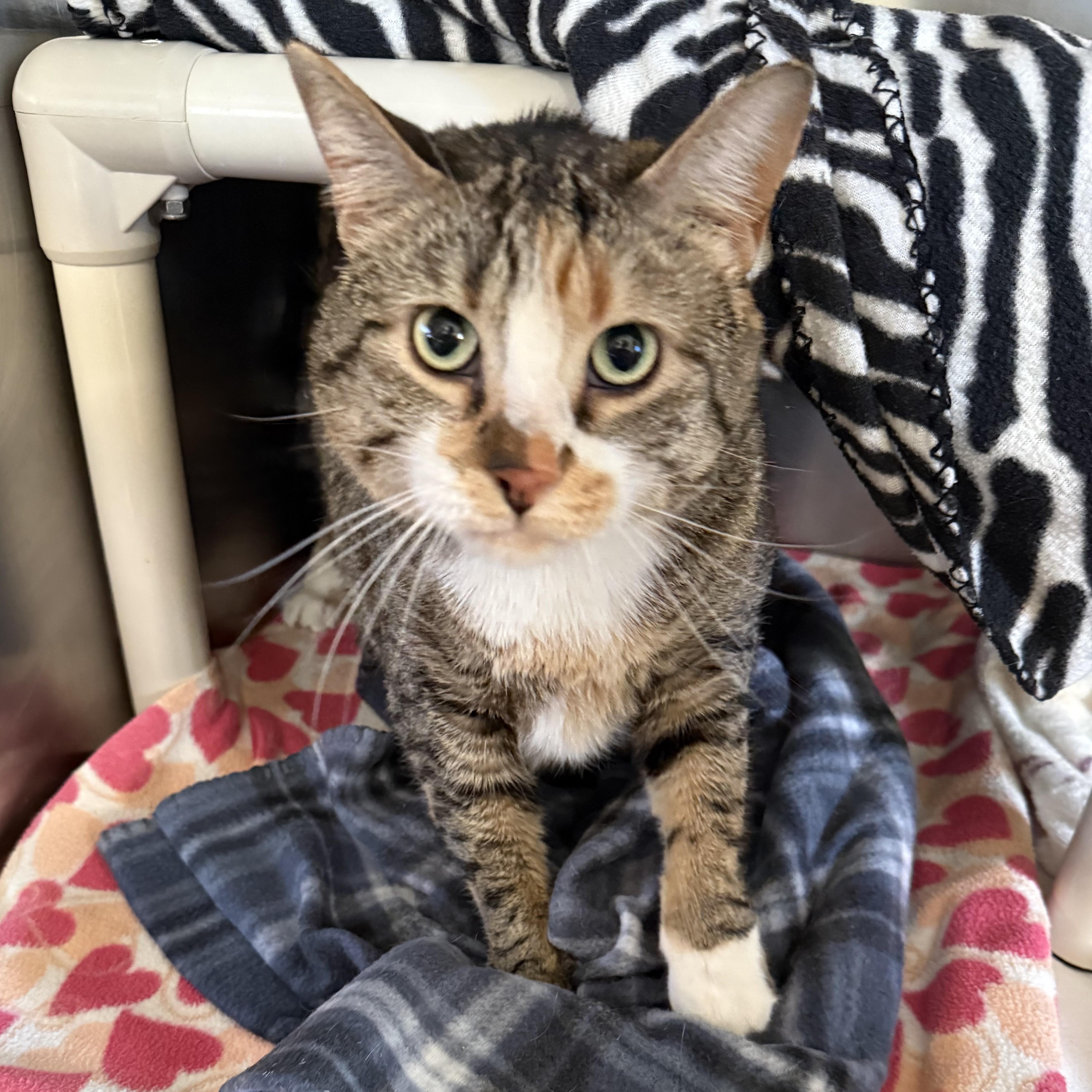 Enlarge SERENA, a ADOPTABLE Domestic Short Hair in La Crescent, MN image 1/5