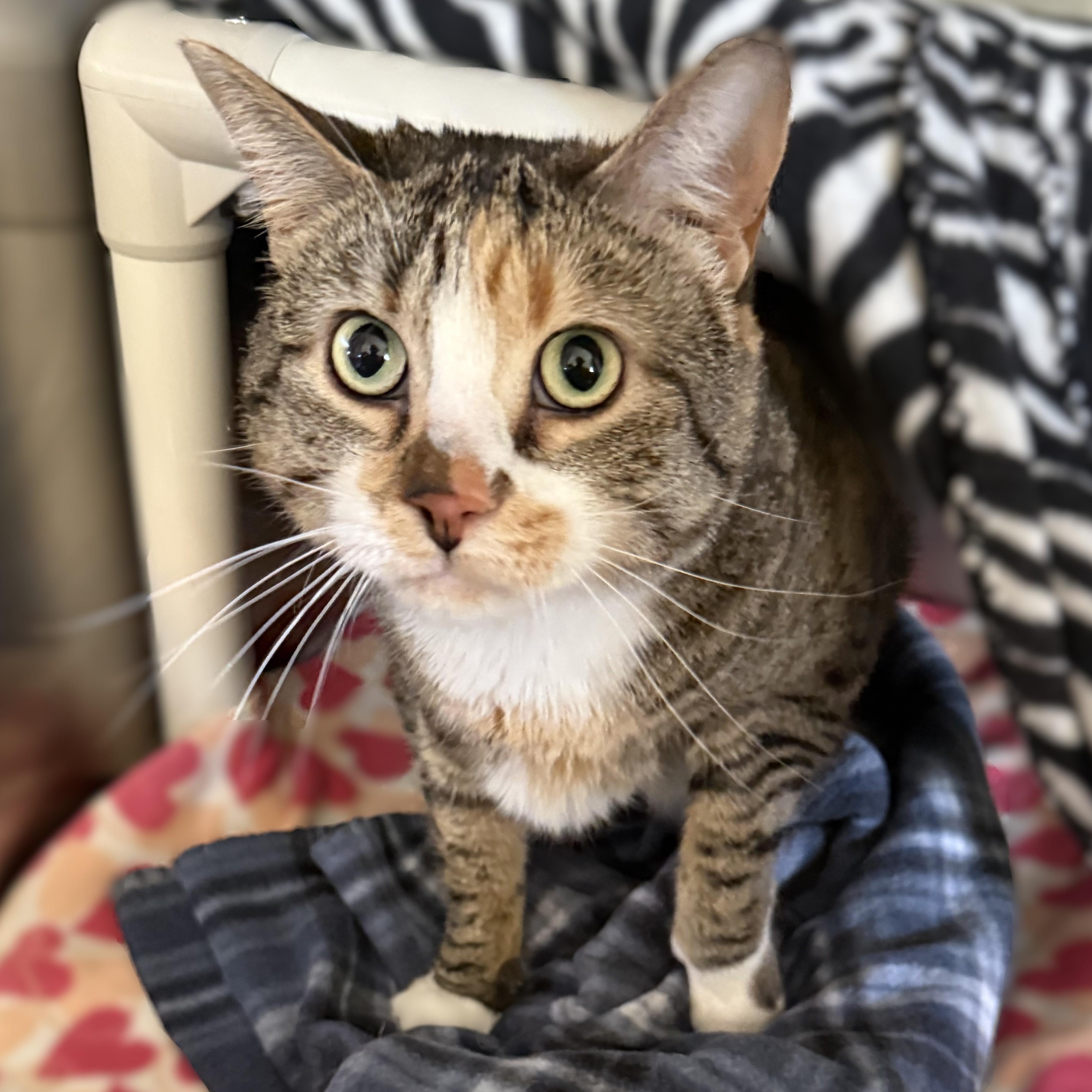 Enlarge SERENA, a ADOPTABLE Domestic Short Hair in La Crescent, MN image 4/5