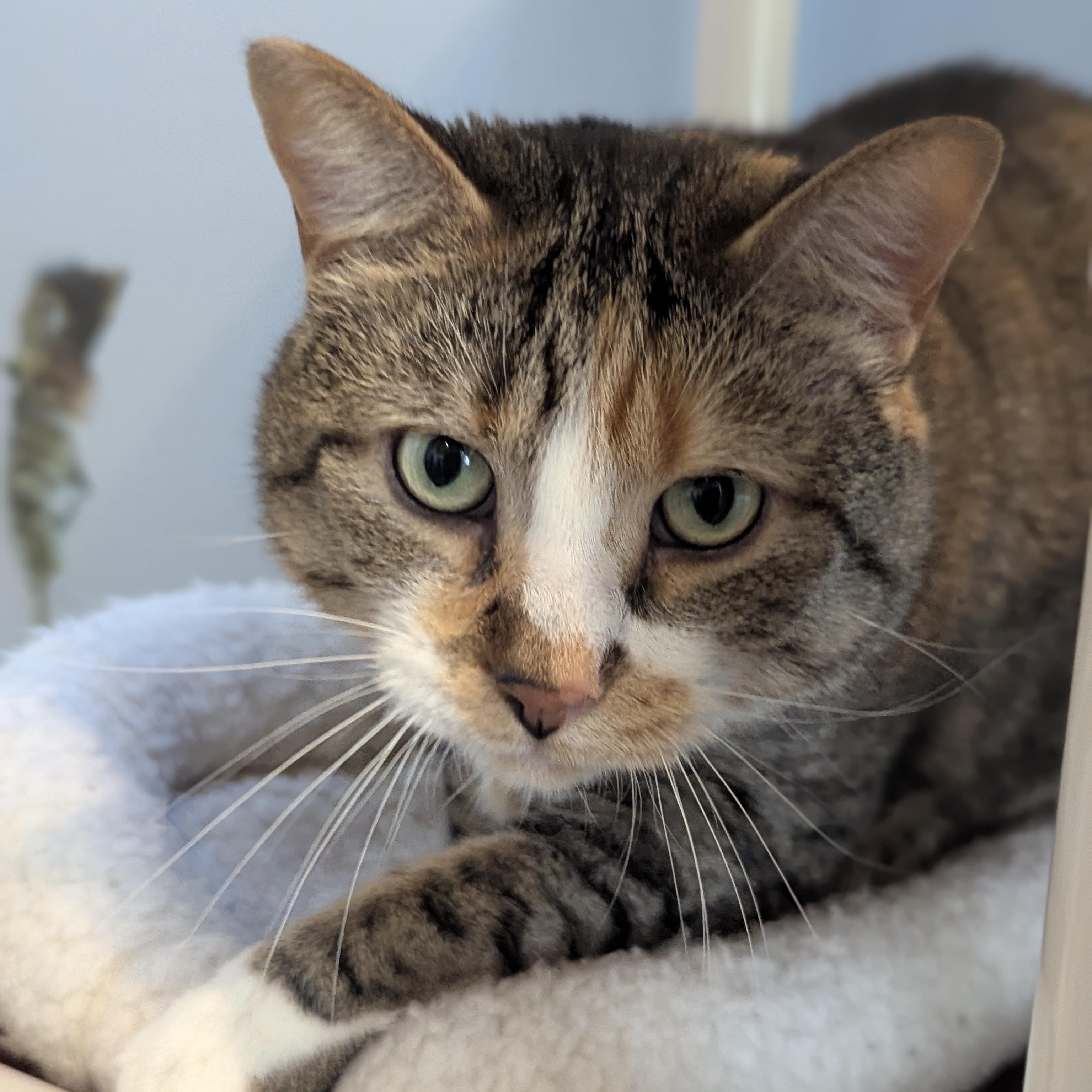 Enlarge SERENA, a ADOPTABLE Domestic Short Hair in La Crescent, MN image 5/5