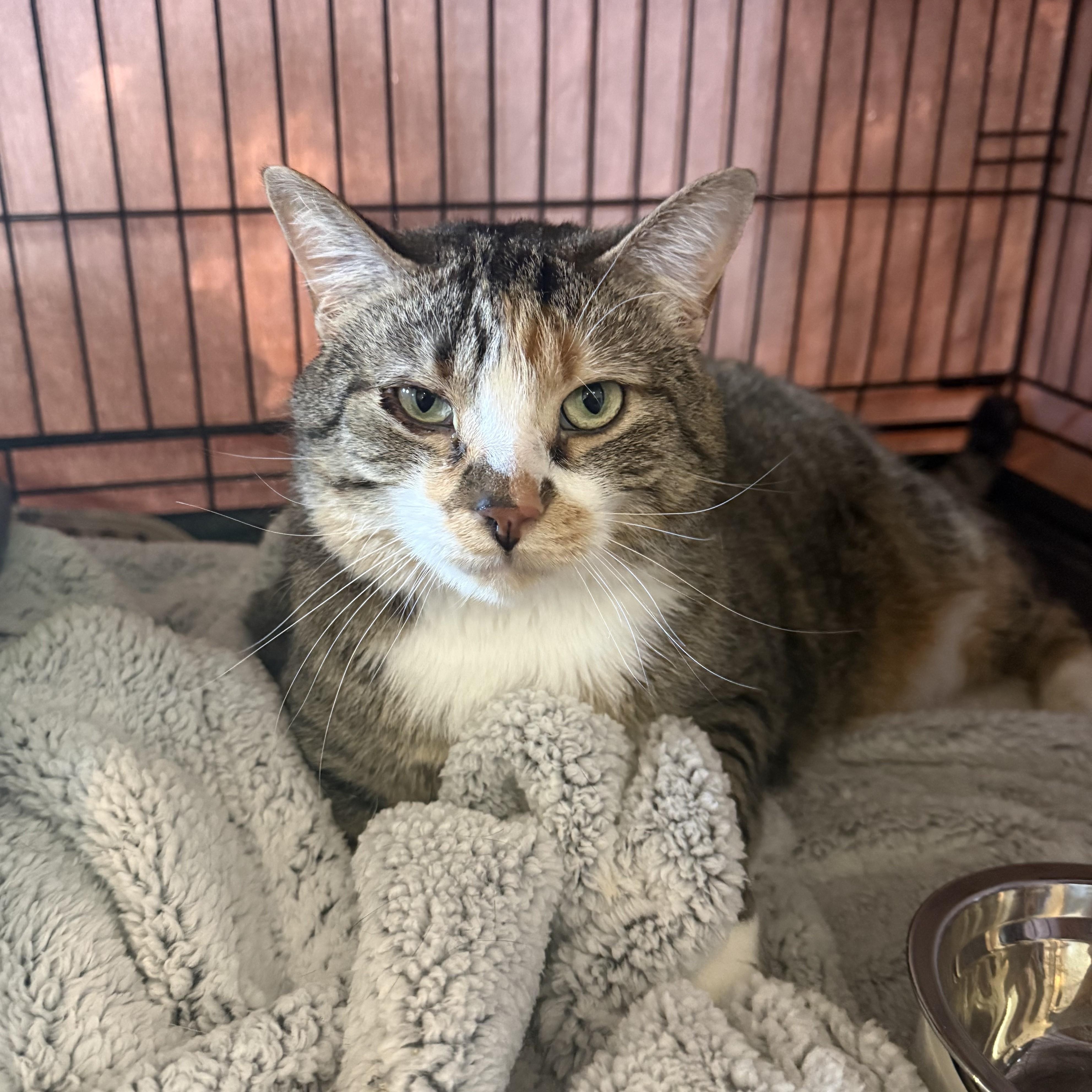 Enlarge SERENA, a ADOPTABLE Domestic Short Hair in La Crescent, MN image 3/5