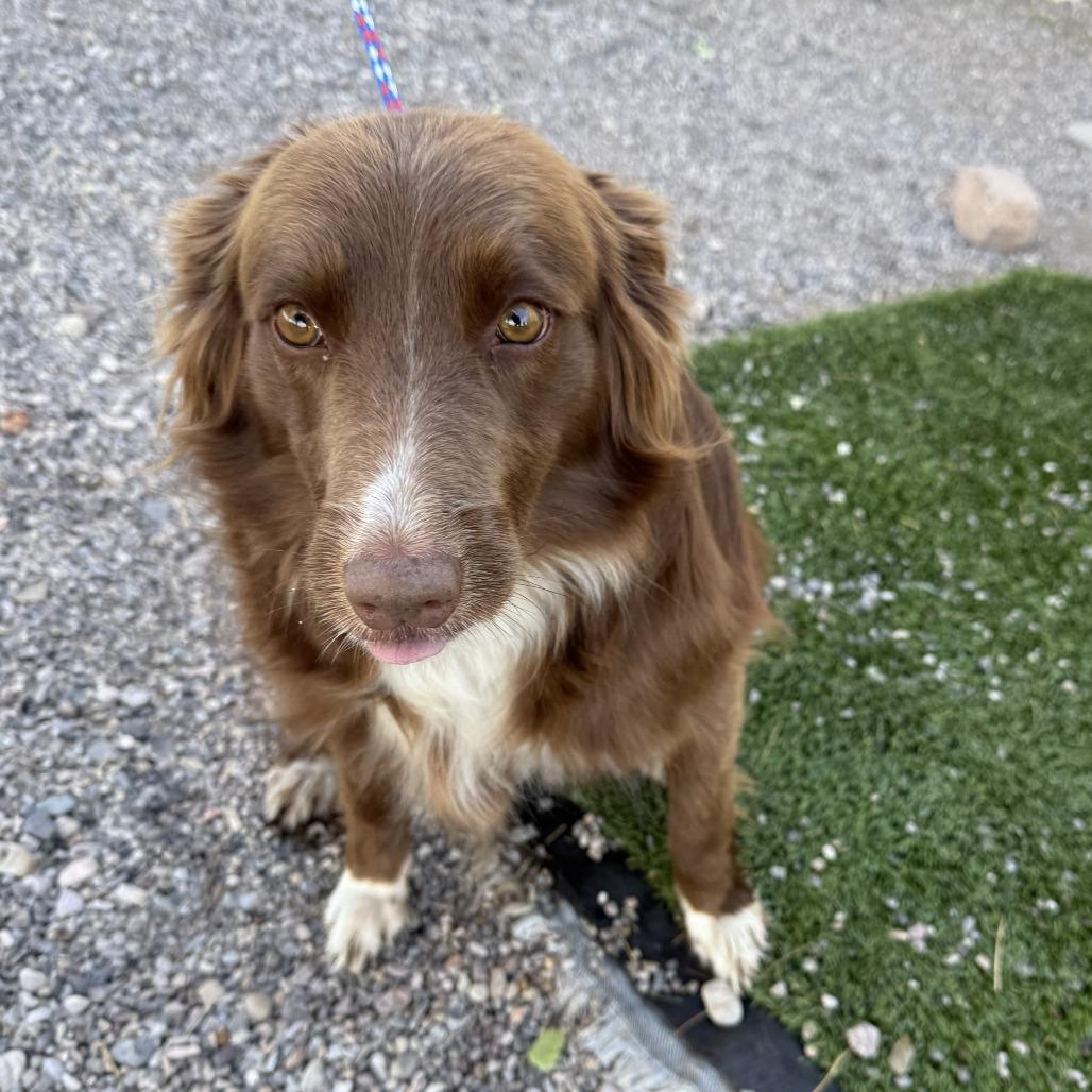 Enlarge Lucy, a Adoptable mixed breed in Bullhead City, AZ image 2/3